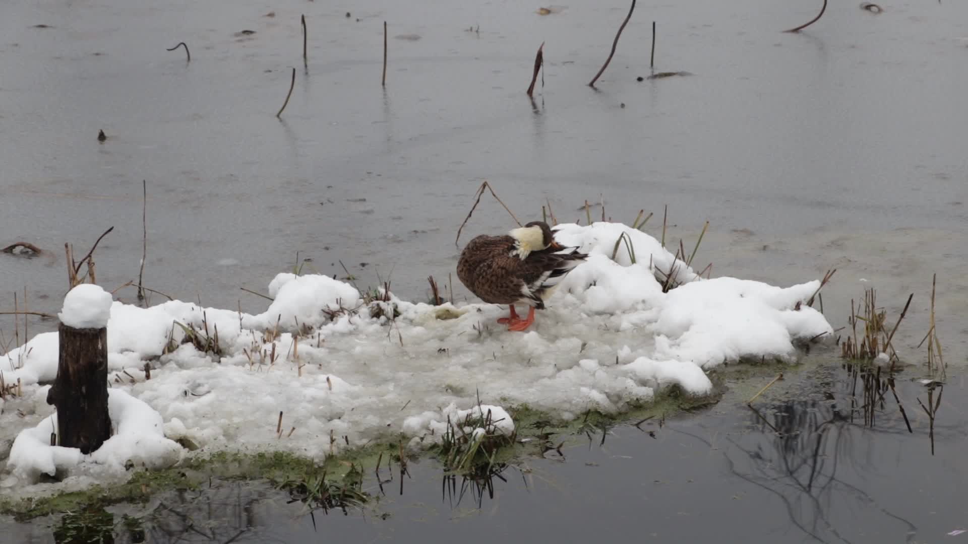 Kashmir Receives Fresh Snowfall