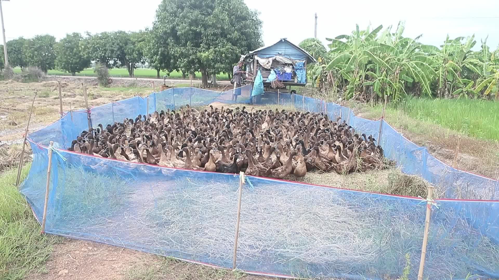 A farmer tends to his flock of ducks
