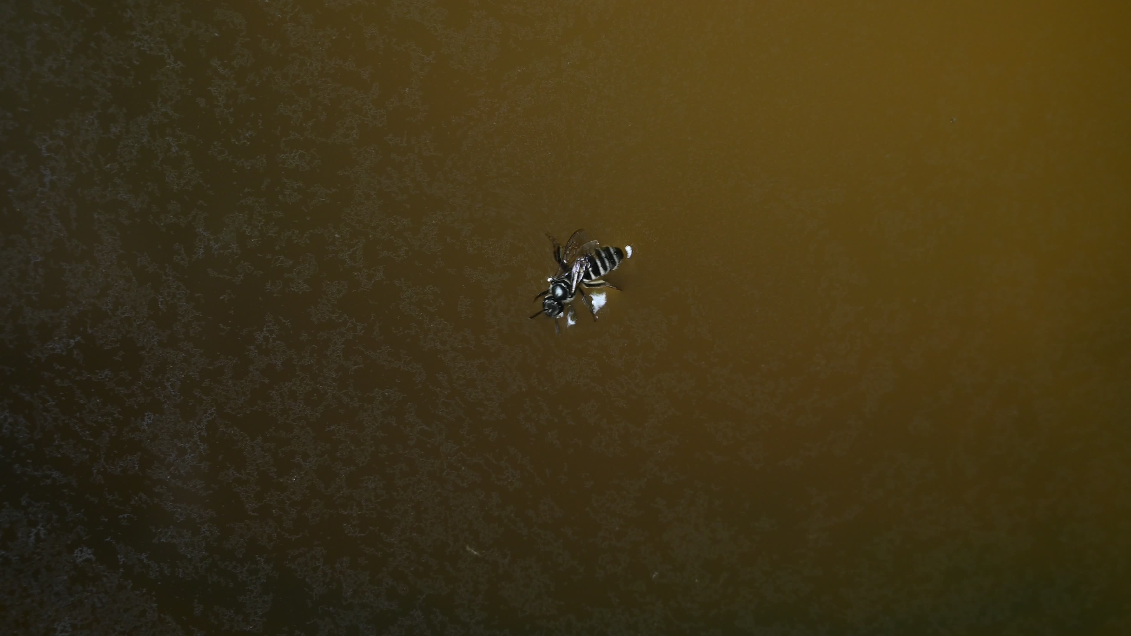 A Bee falls into the water - Animal India