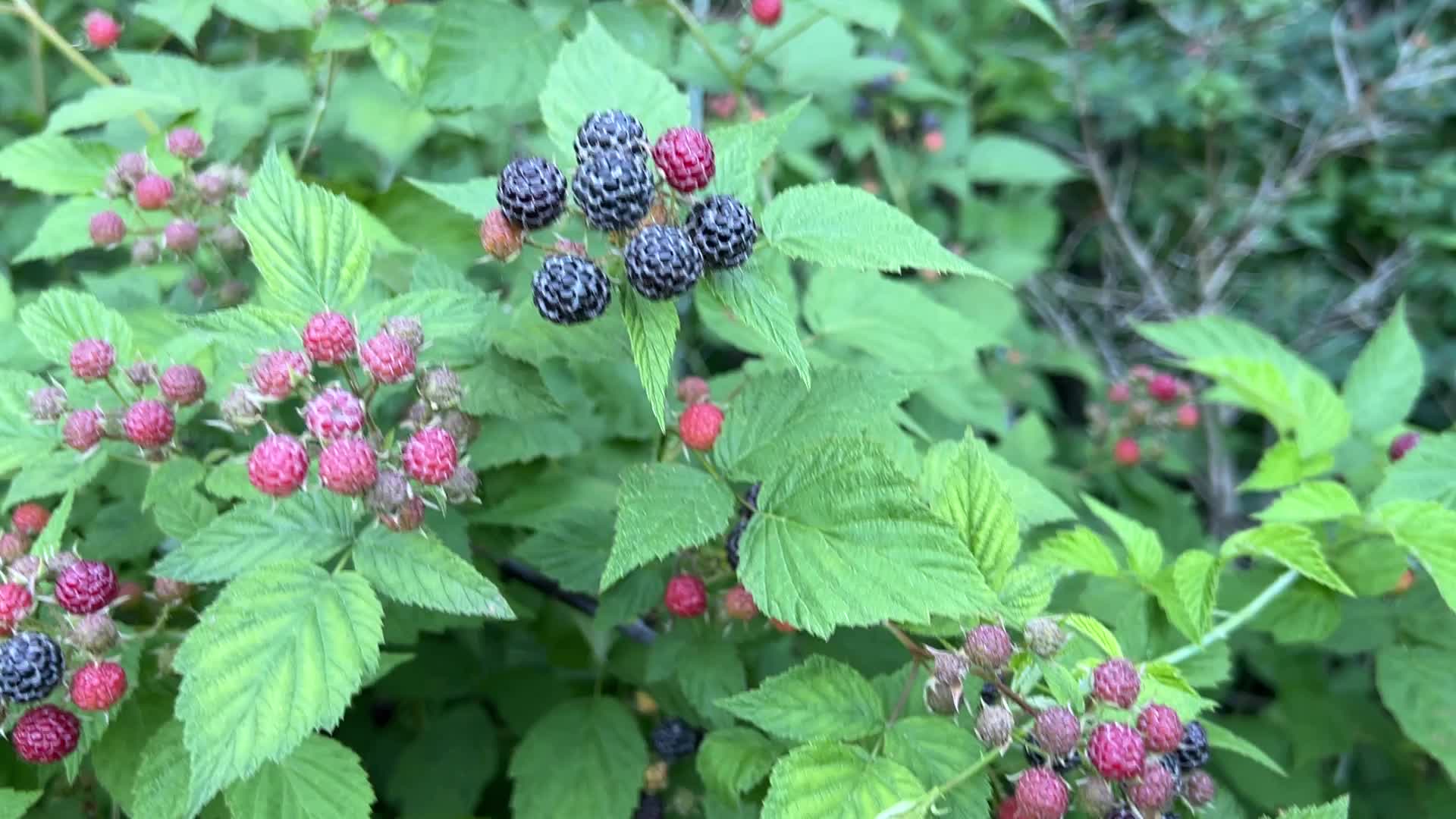 Wild blackberry picking in Canada