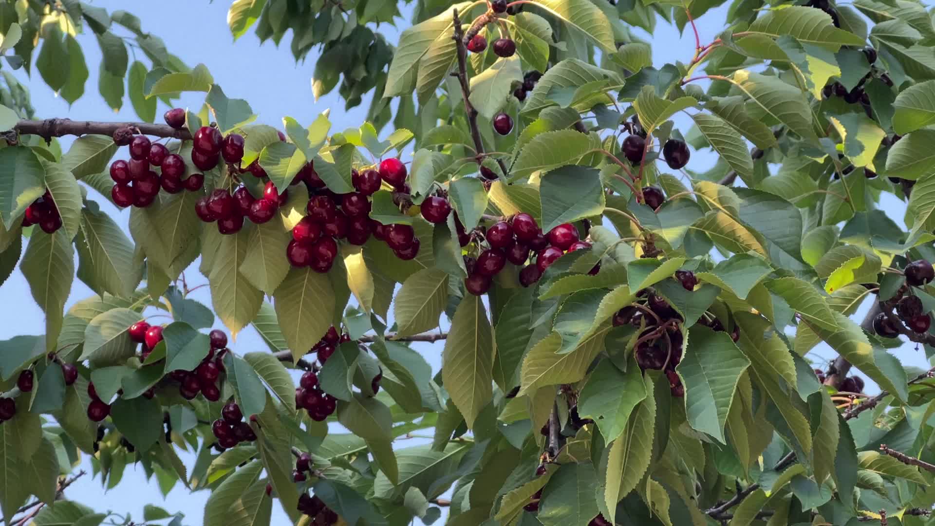 Cherry trees in Toronto