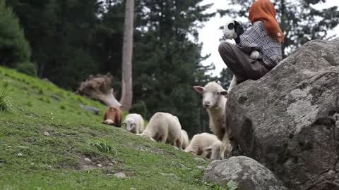 Daily Life in Kashmir,India 