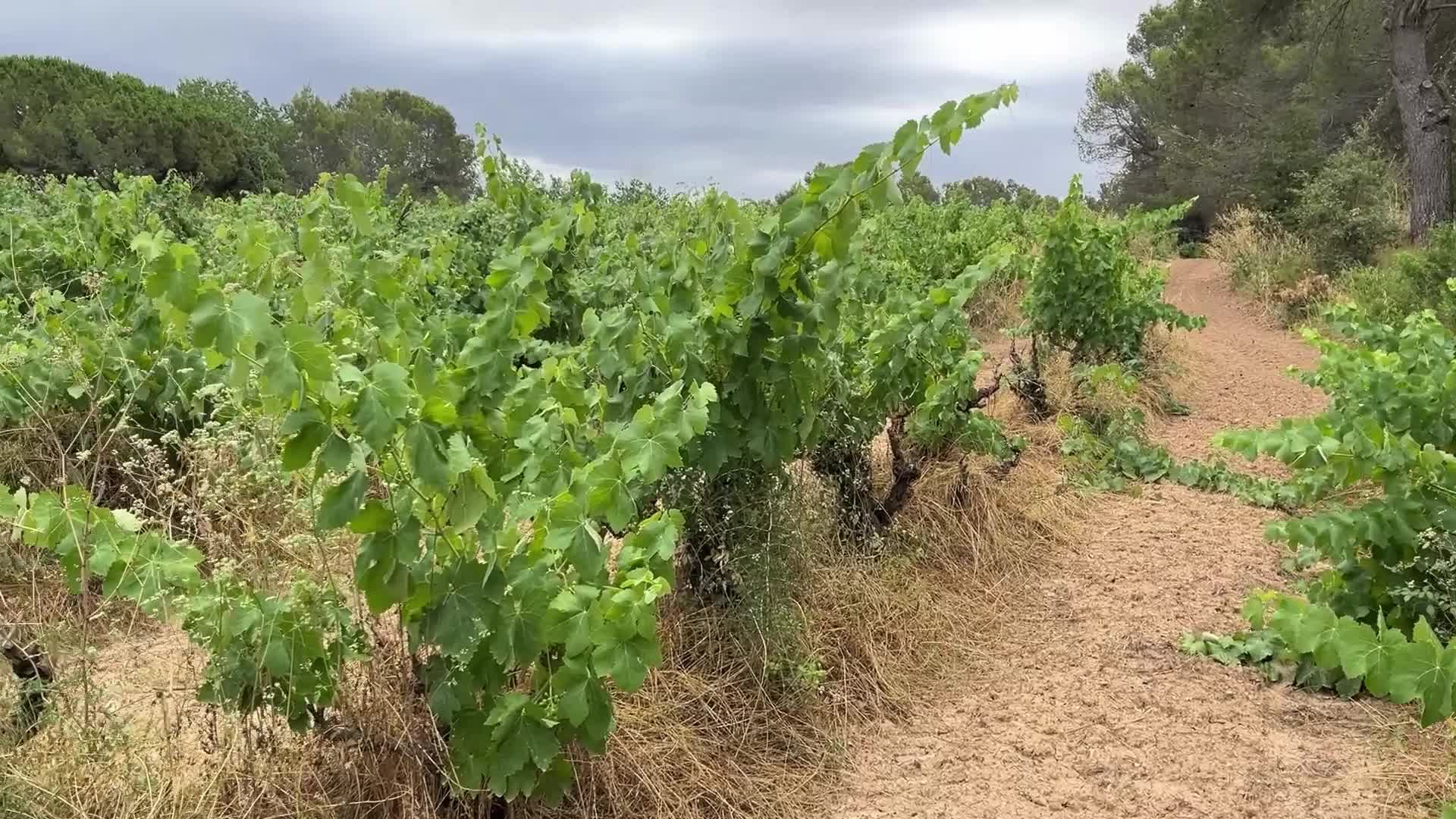 Vineyard abandoned due to drought in the Penedes region