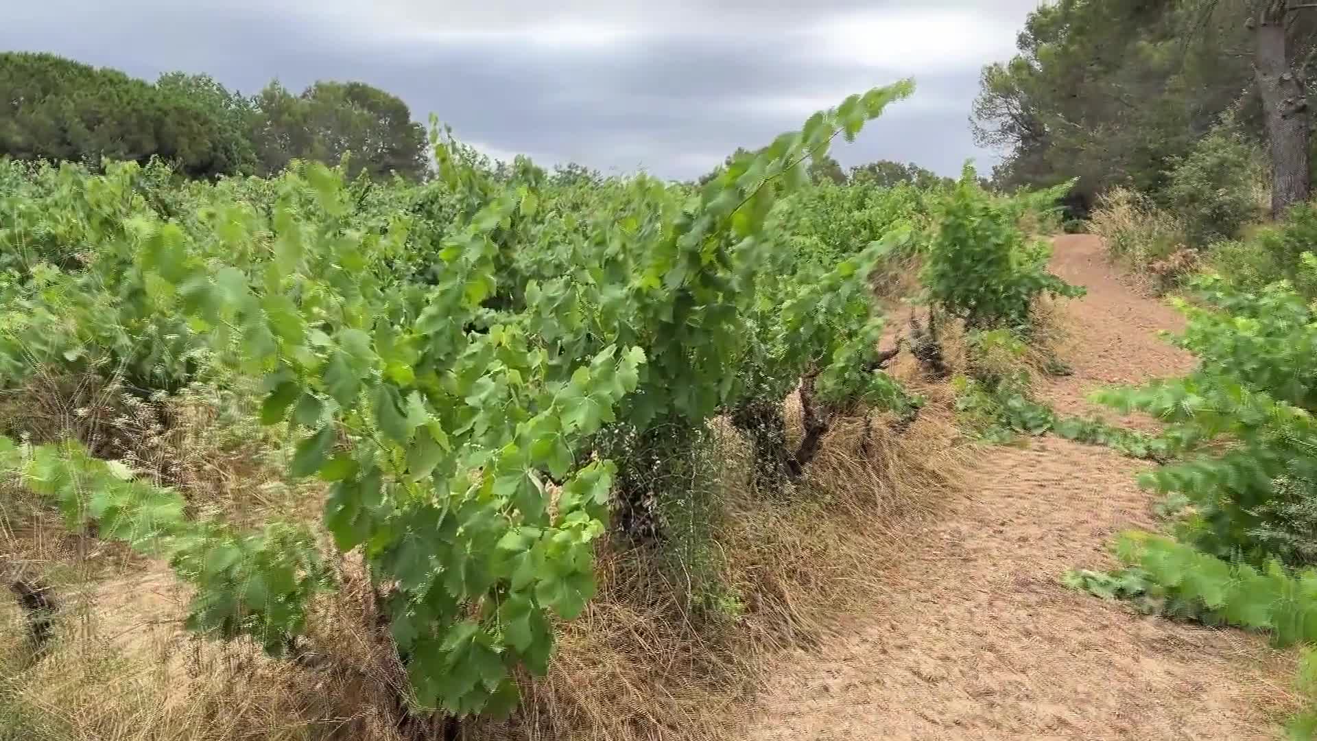Vineyard abandoned due to drought in the Penedes region - 07/09/2025