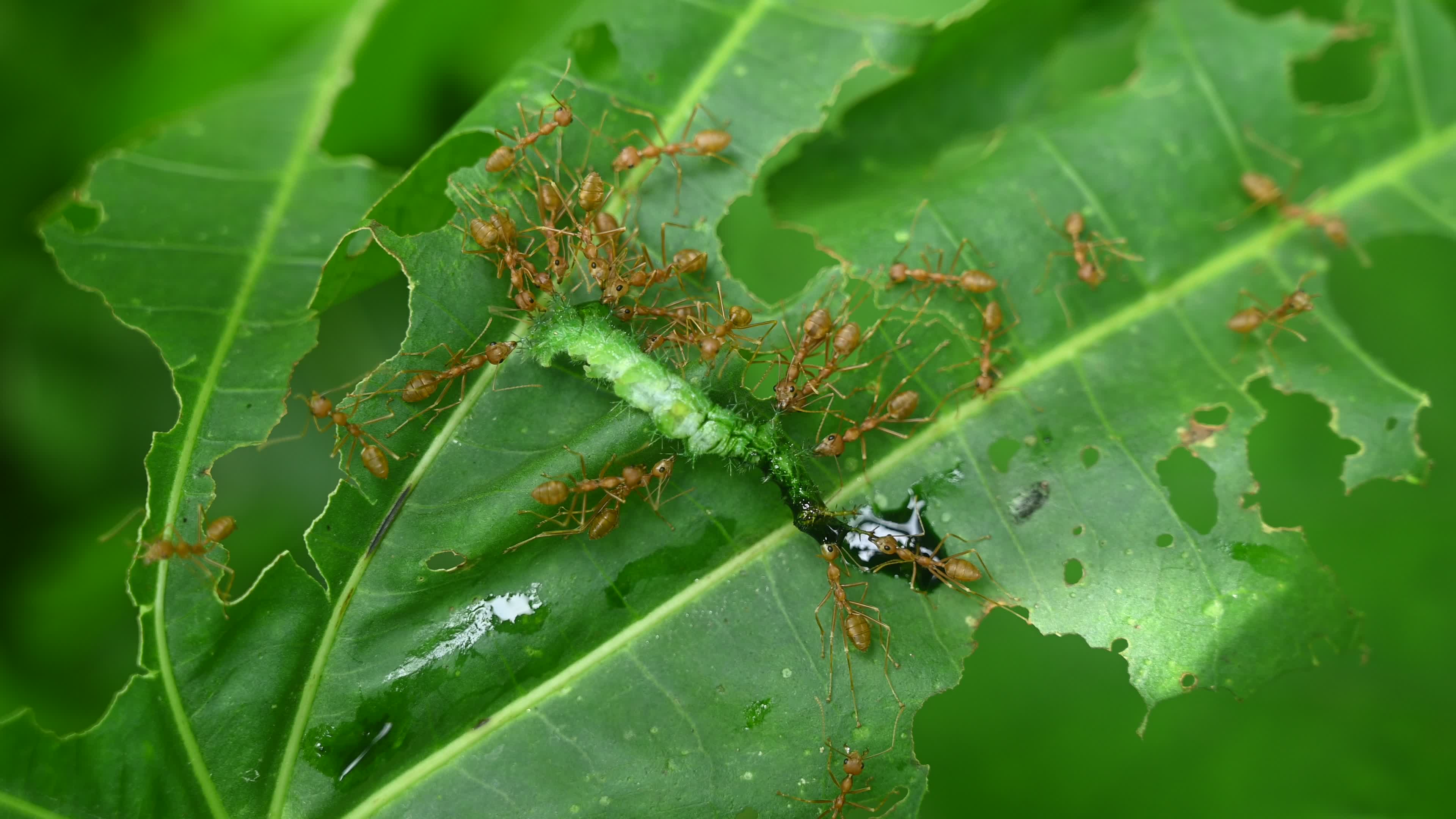 Asian Weaver ants attack - Oecophylla smaragdina - Common Castor Butterfly Larvae - Ariadne Merione Cramer - Animal India