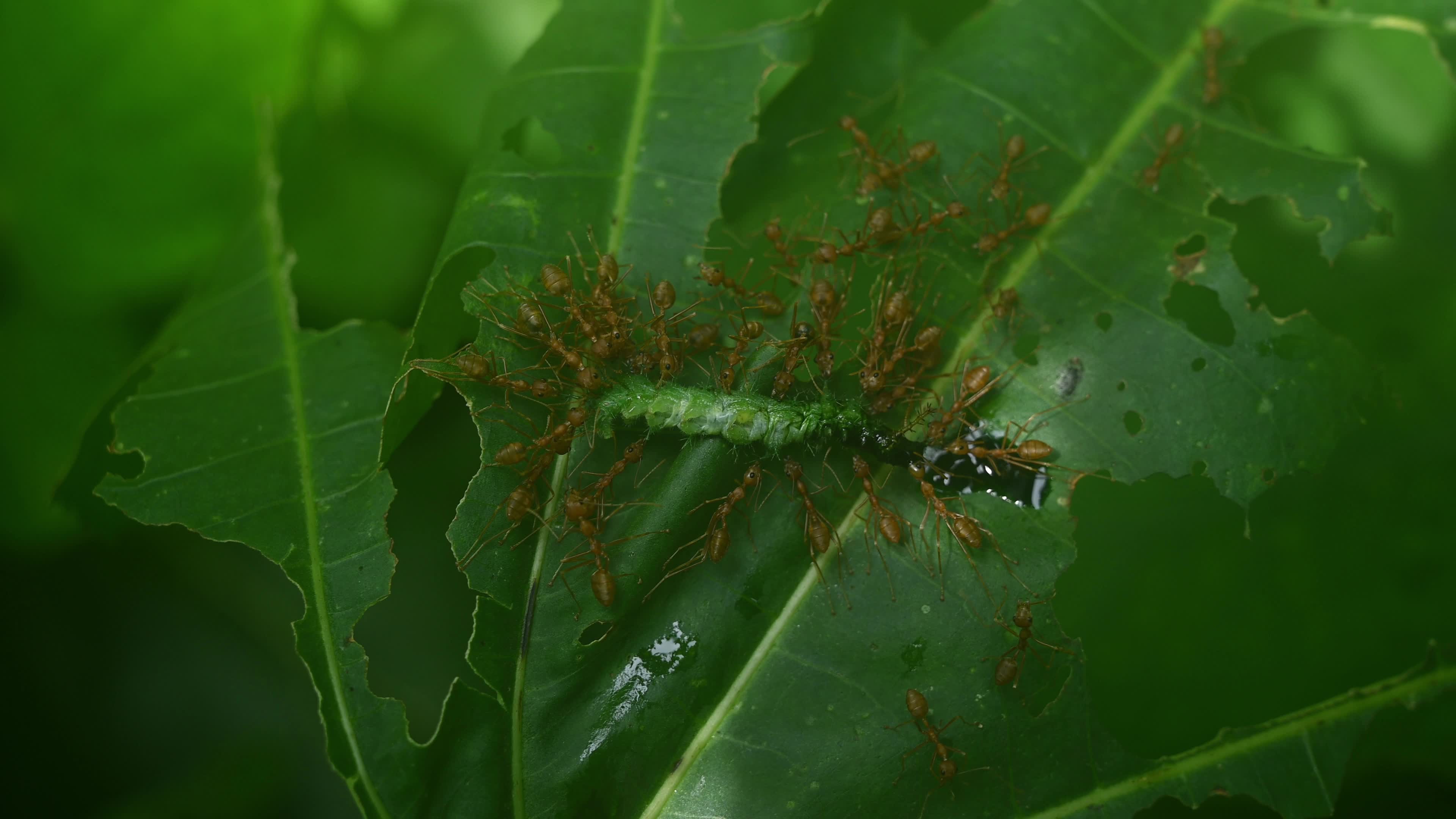 Asian Weaver ants attack - Oecophylla smaragdina - Common Castor Butterfly Larvae - Ariadne Merione Cramer - Animal India