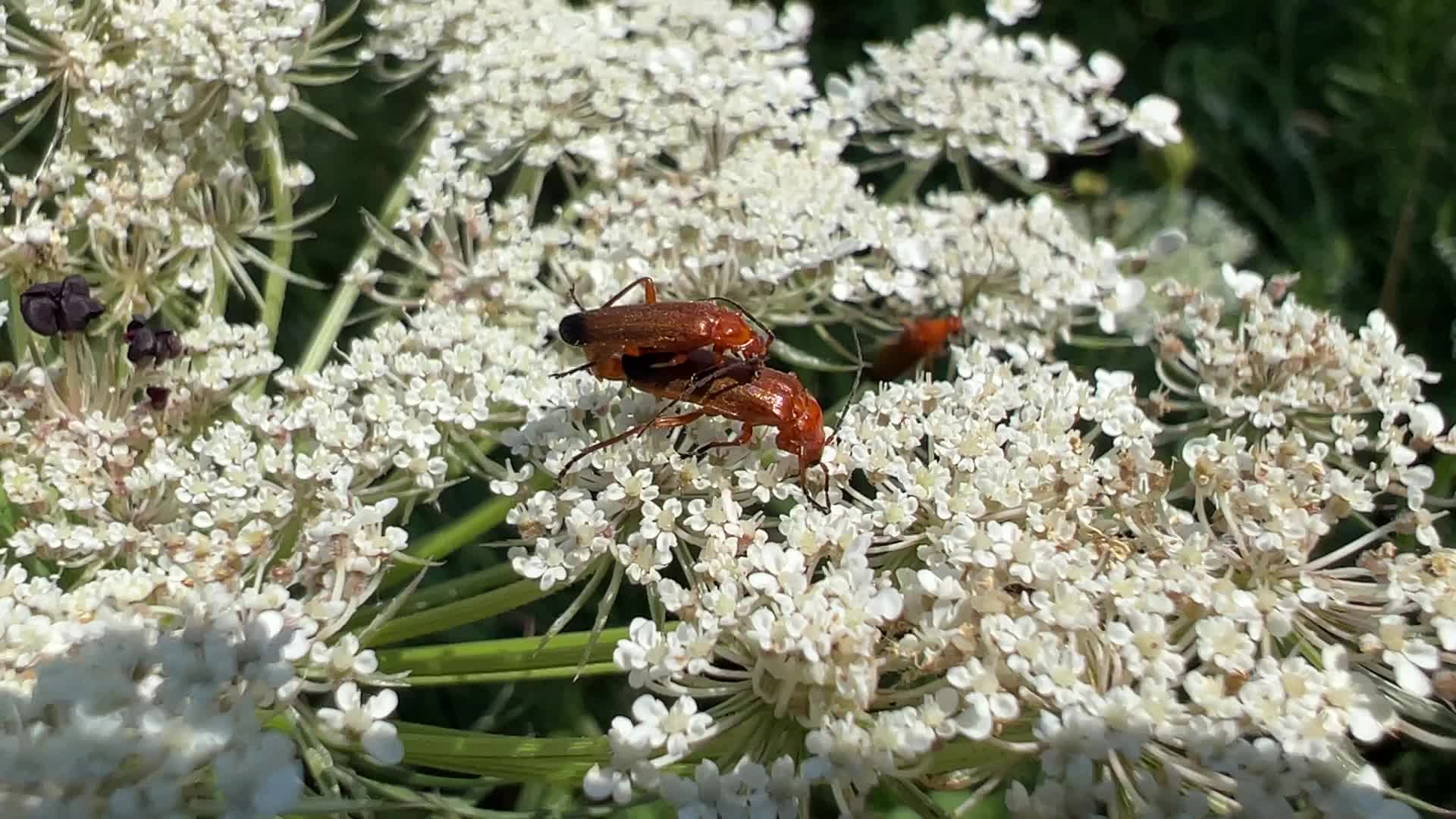 Common red soldier beetles