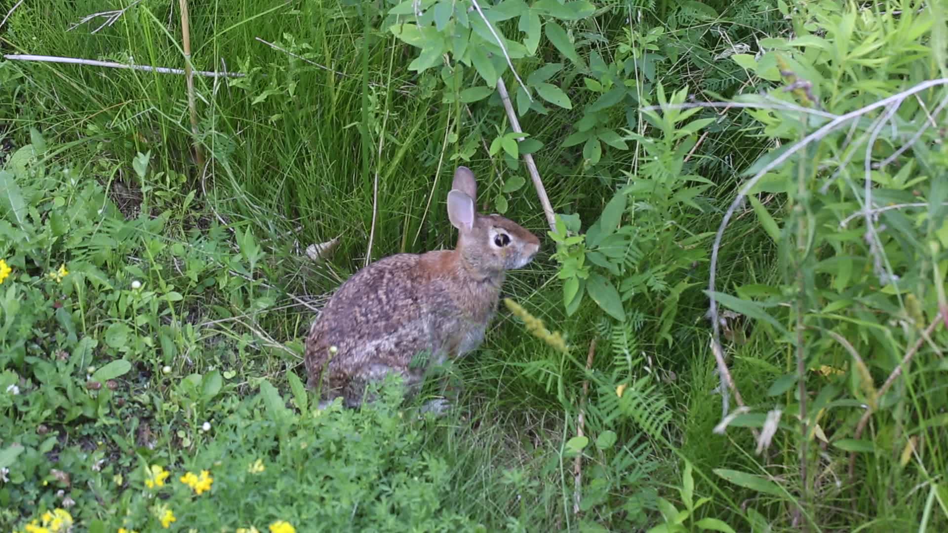 Wild rabbit