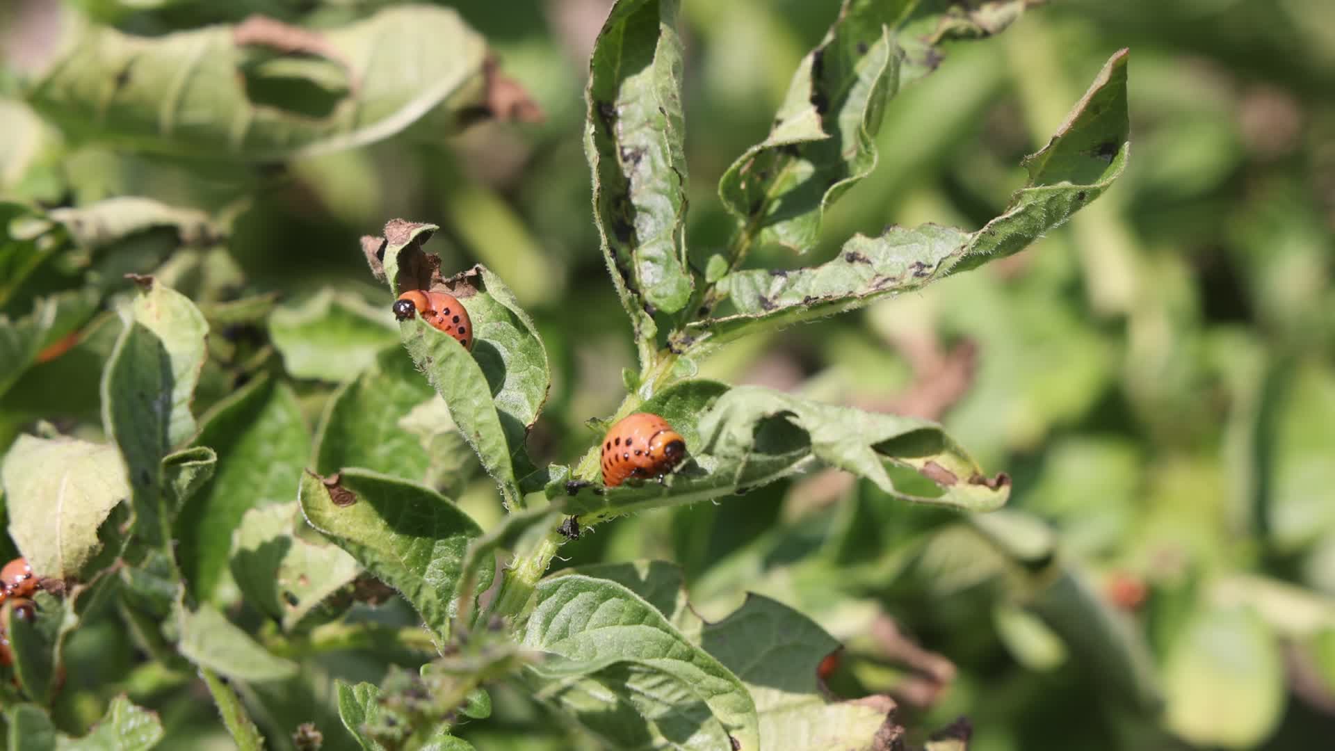 Colorado potato beetle