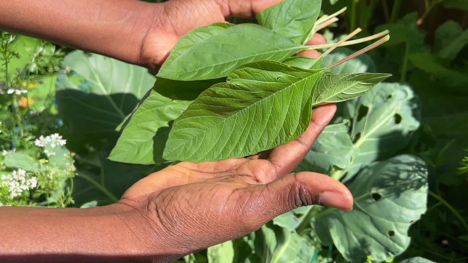 Kerala spinach is harvested in Canada