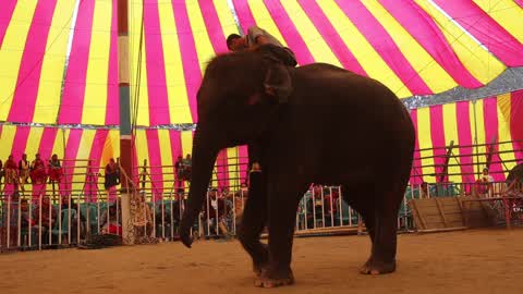 Traditional Circus Show in Dhaka
