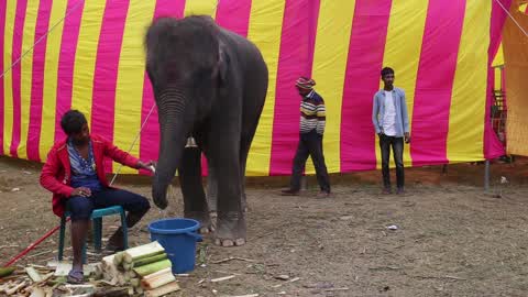Traditional Circus Show in Dhaka