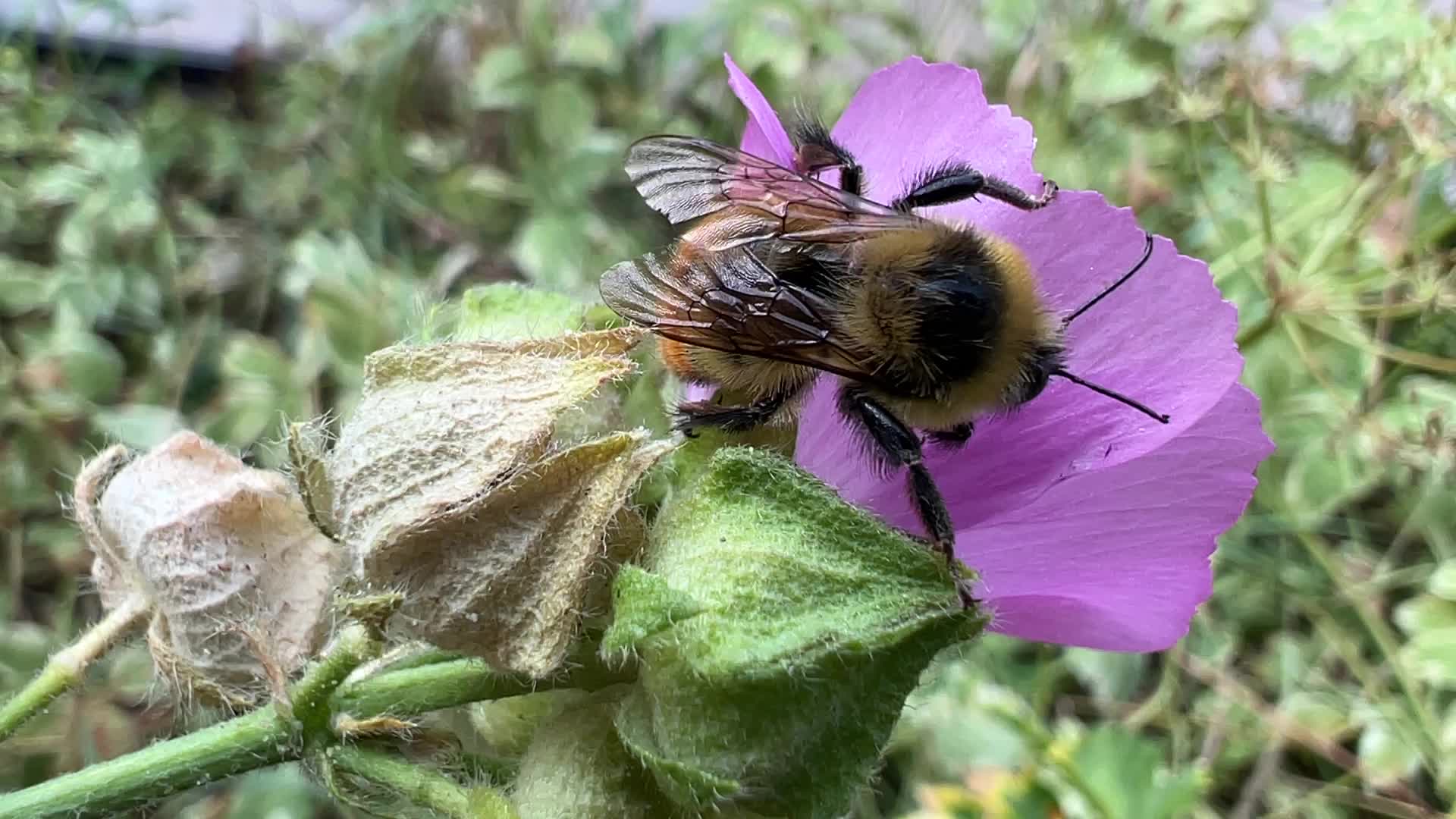 Tri-colored Bumble Bee 