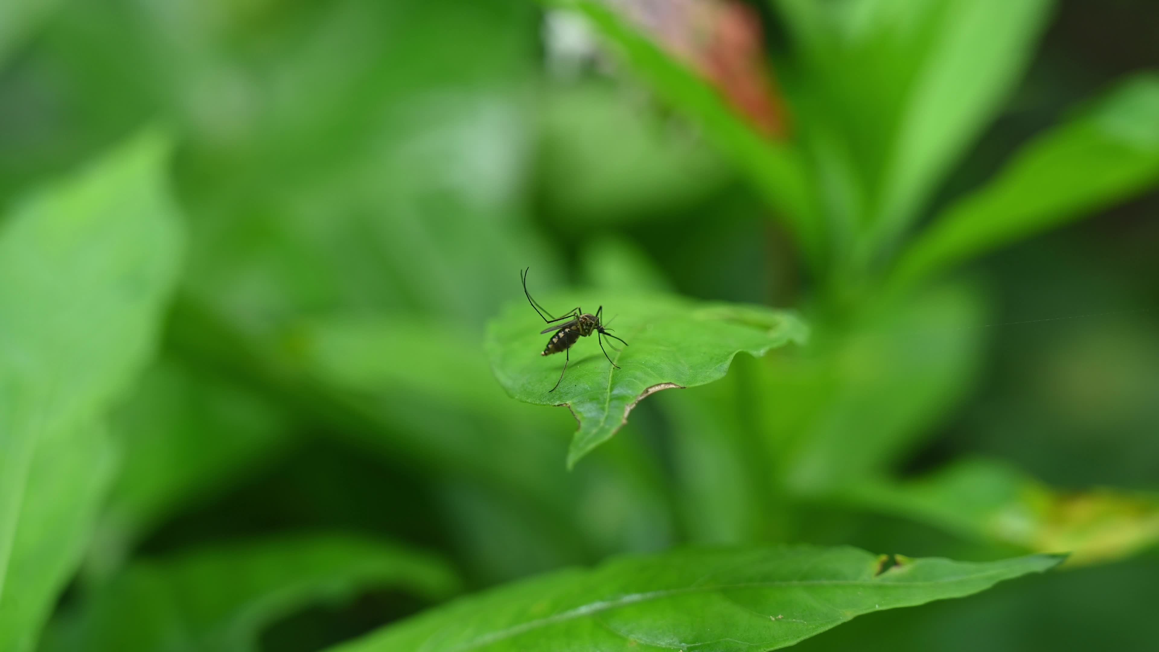 Aedes Mosquito - Mosquito Bites - Deadly Disease Vector - Animal India