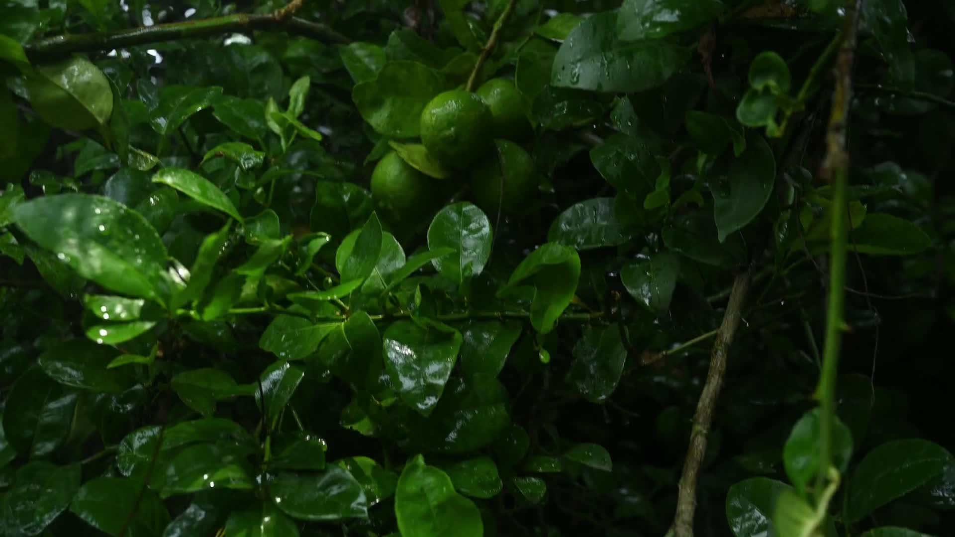 Acid Lime (Citrus aurantifolia) cultivation - Agriculture in India - 06/07/2025