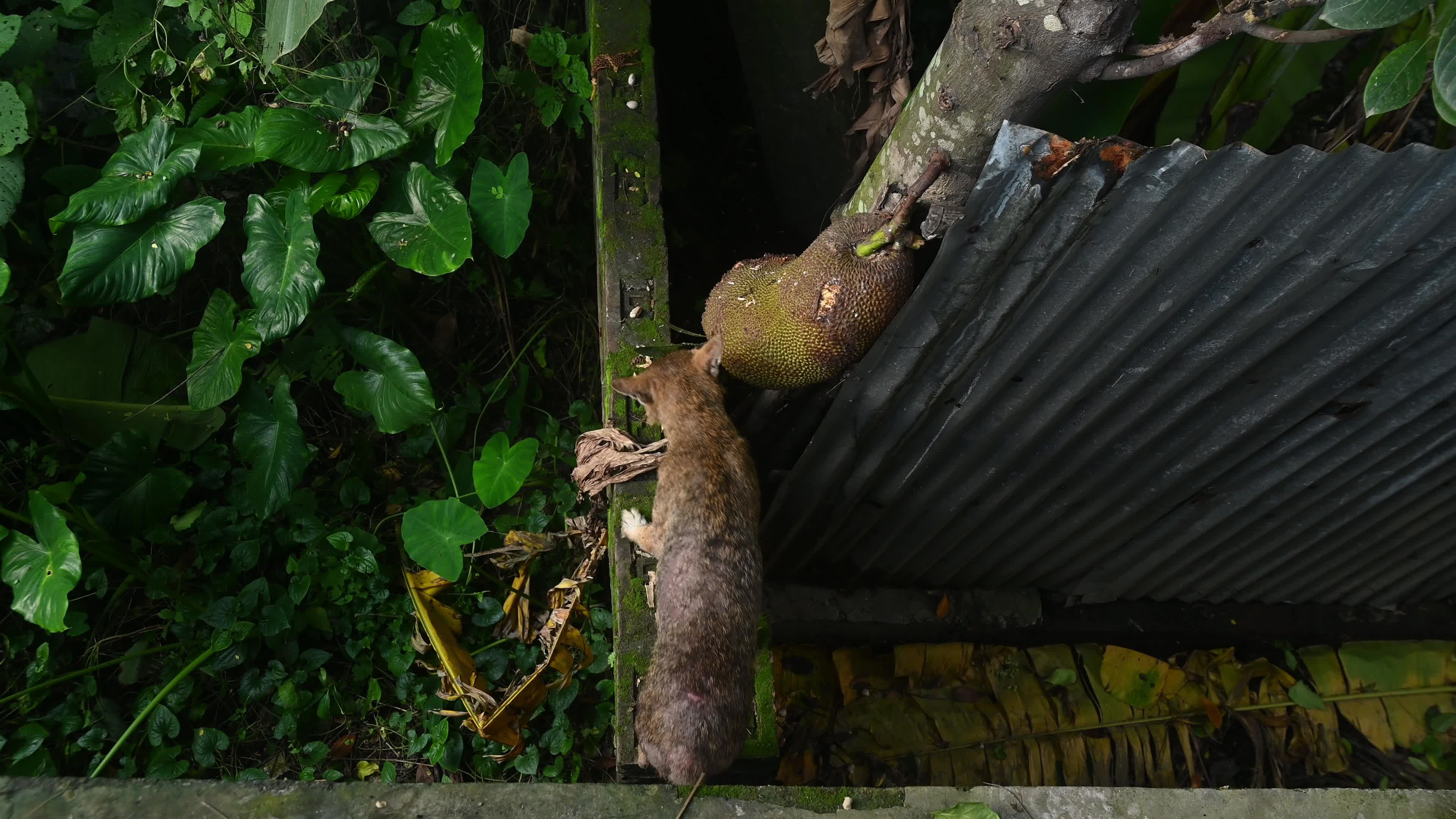 Golden Jackal (Canis aureus) eating Jackfruit (Artocarpus Heterophyllus) in India