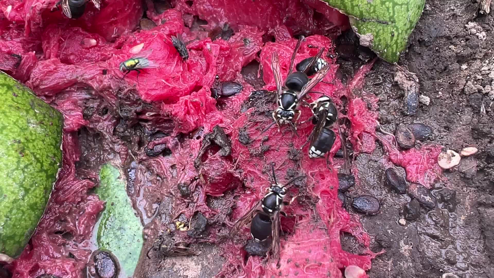 Bald-faced hornets eating a rotting watermelon