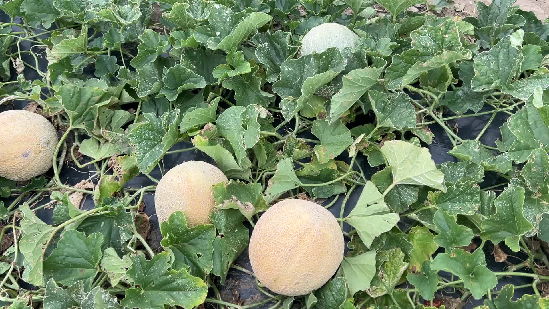 Agriculture in Canada - Cantaloupe