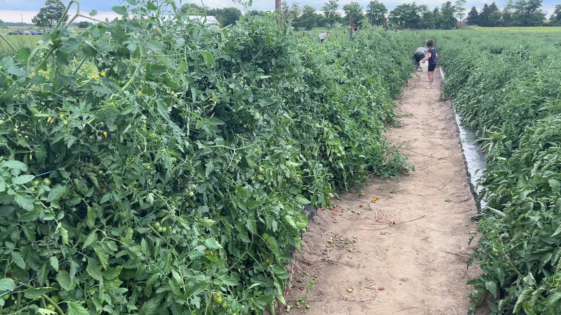Agriculture in Canada - Tomatoes