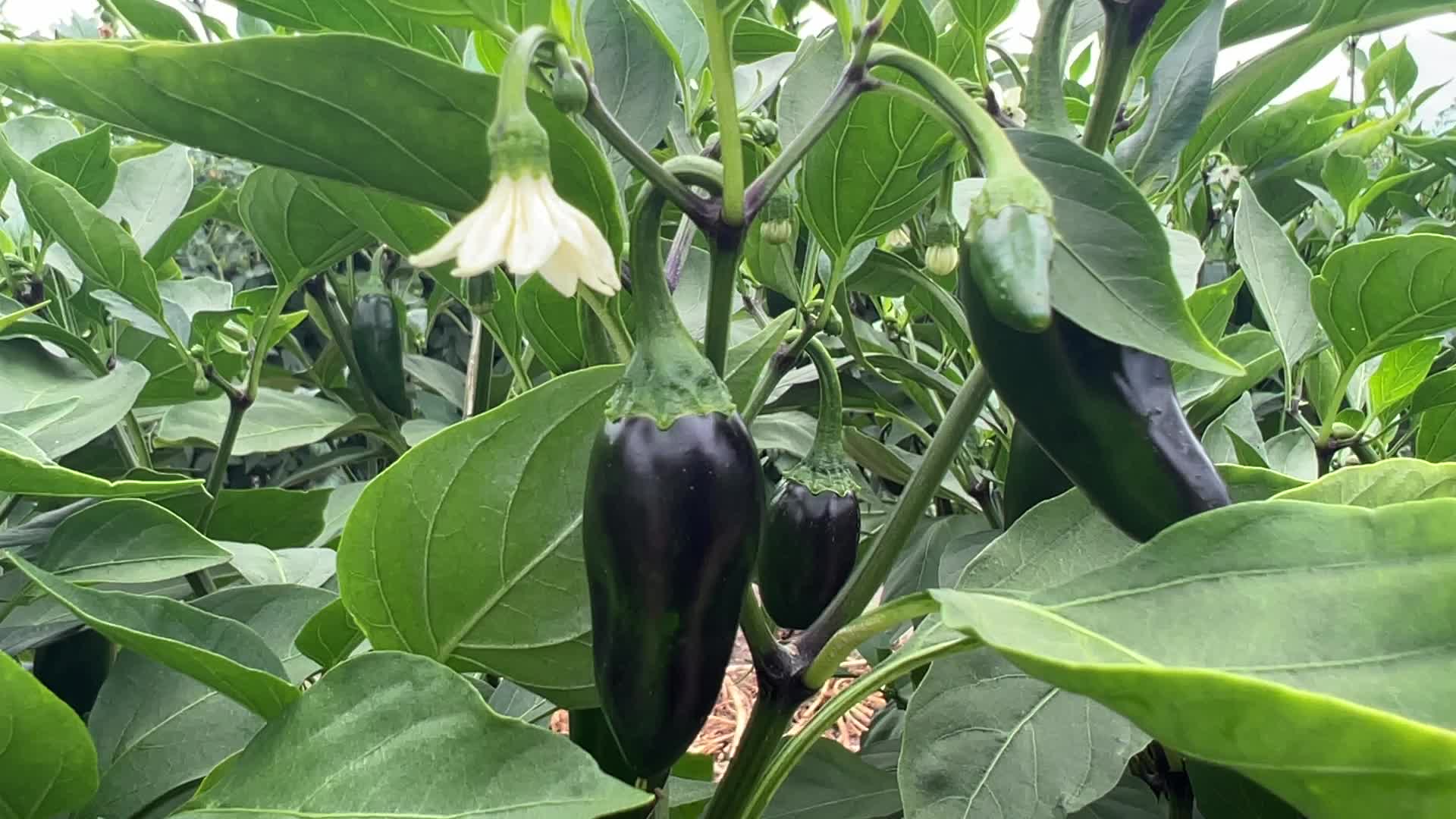 Agriculture in Canada - Hot Peppers
