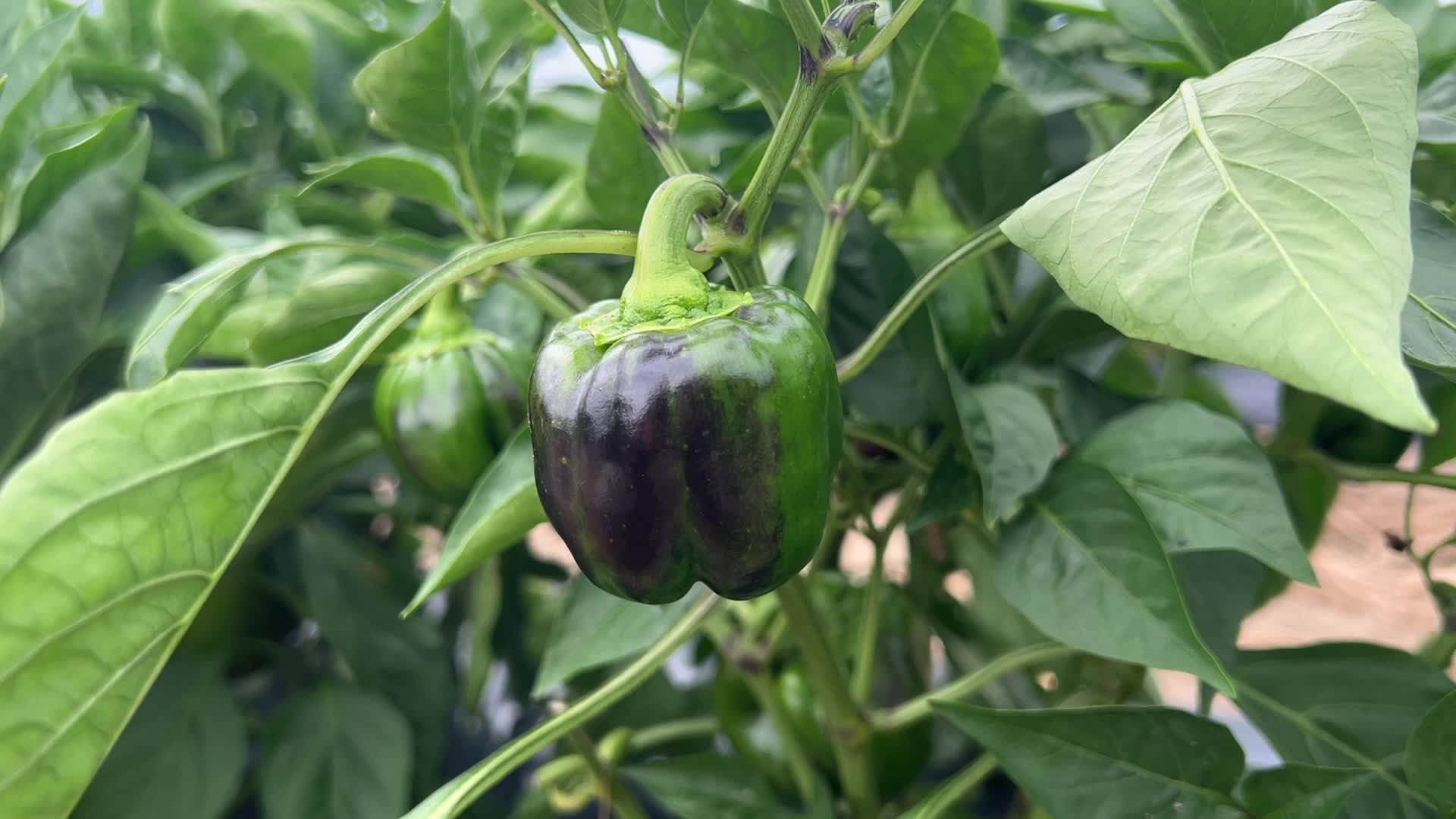Agriculture in Canada - Green Bell Peppers