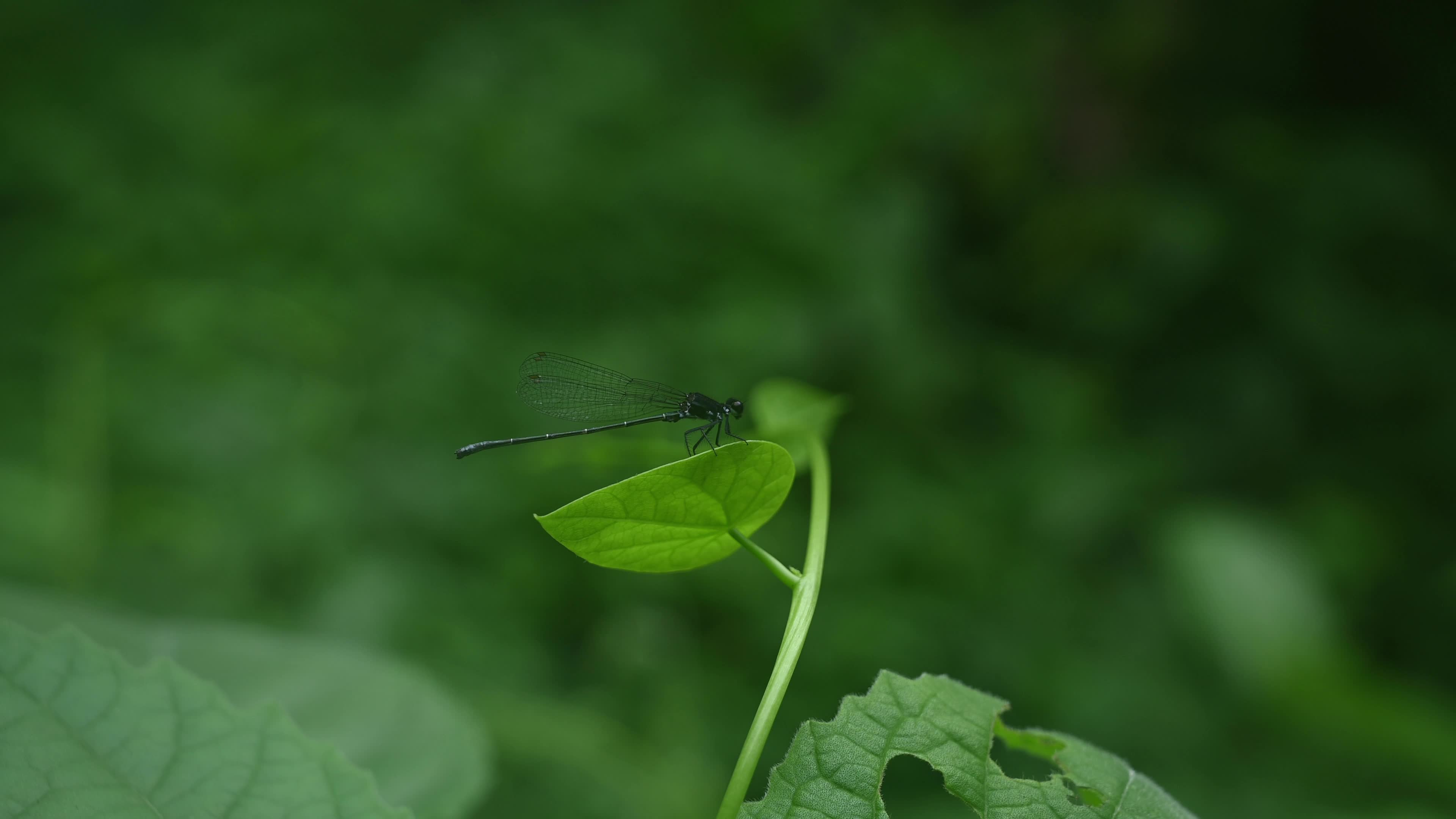 Marsh dancer - Black marsh dart - Onychargia atrocyana - Animal India