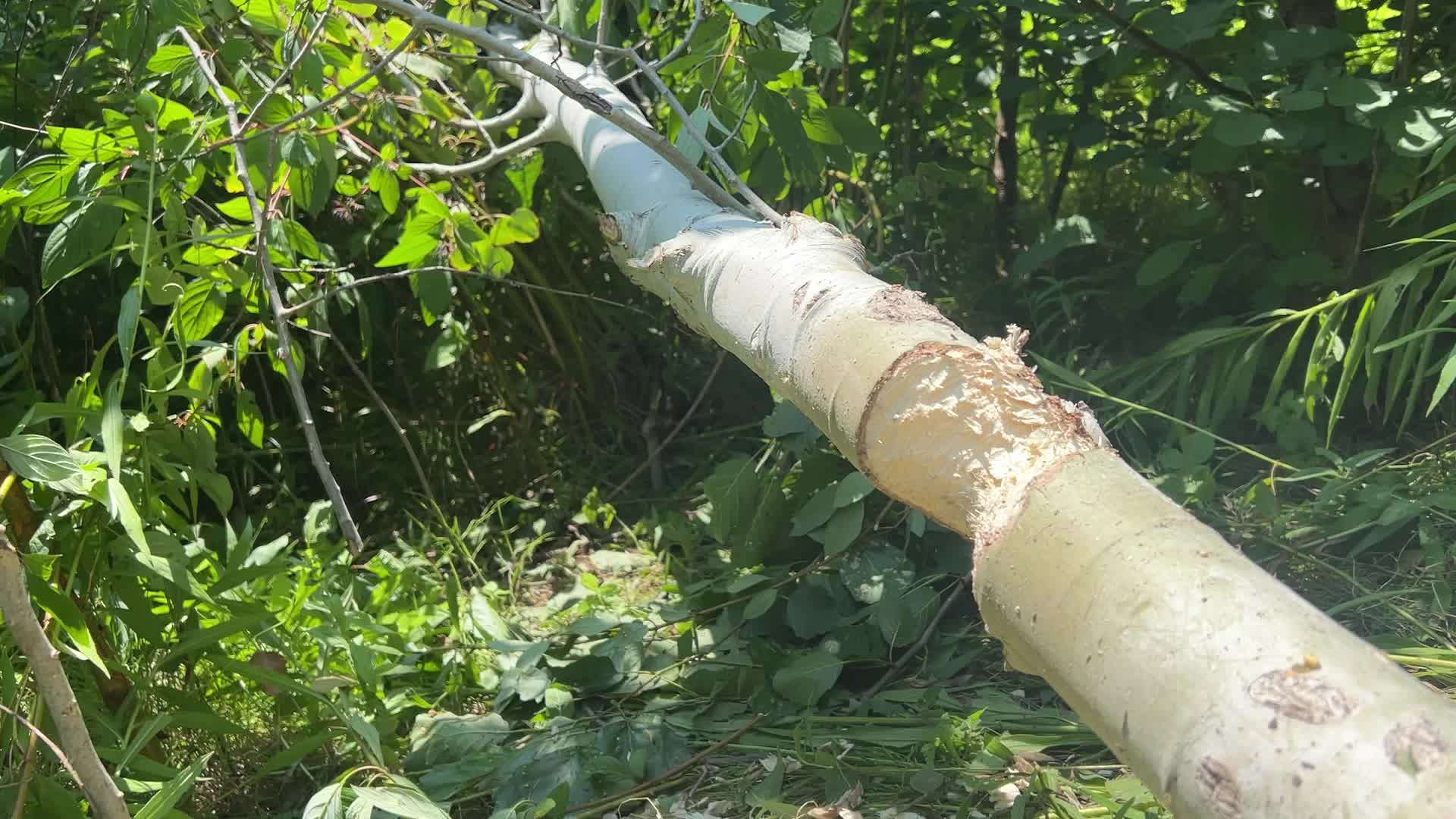 Trees damaged by beavers at a wetland