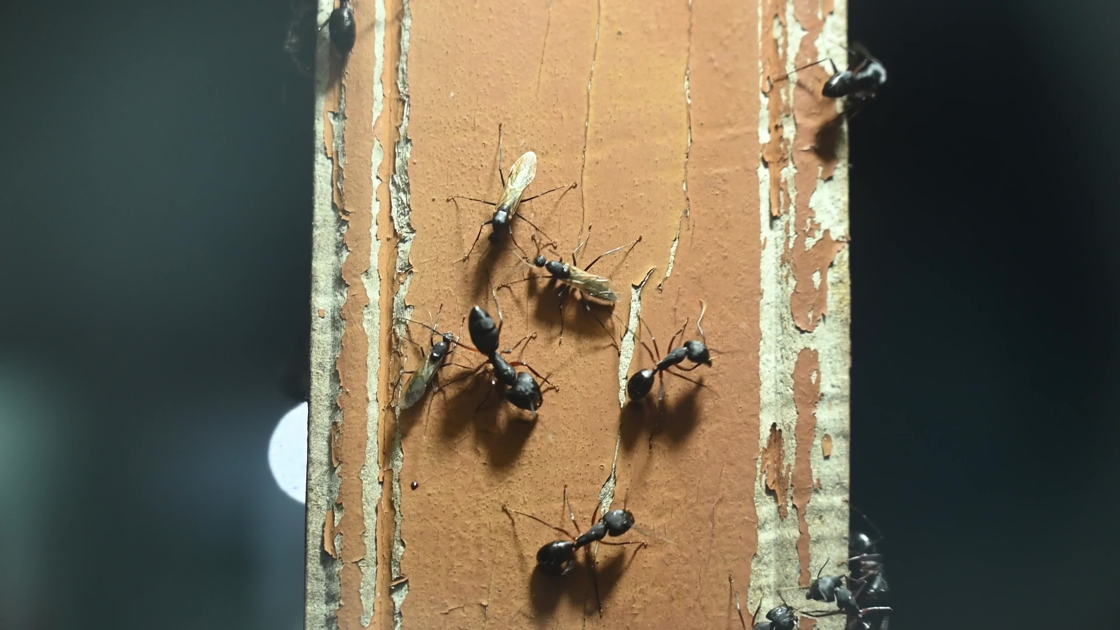 Winged Carpenter Ants (Camponotus spp.) - Hercules ants - Winged Termites - Monsoon