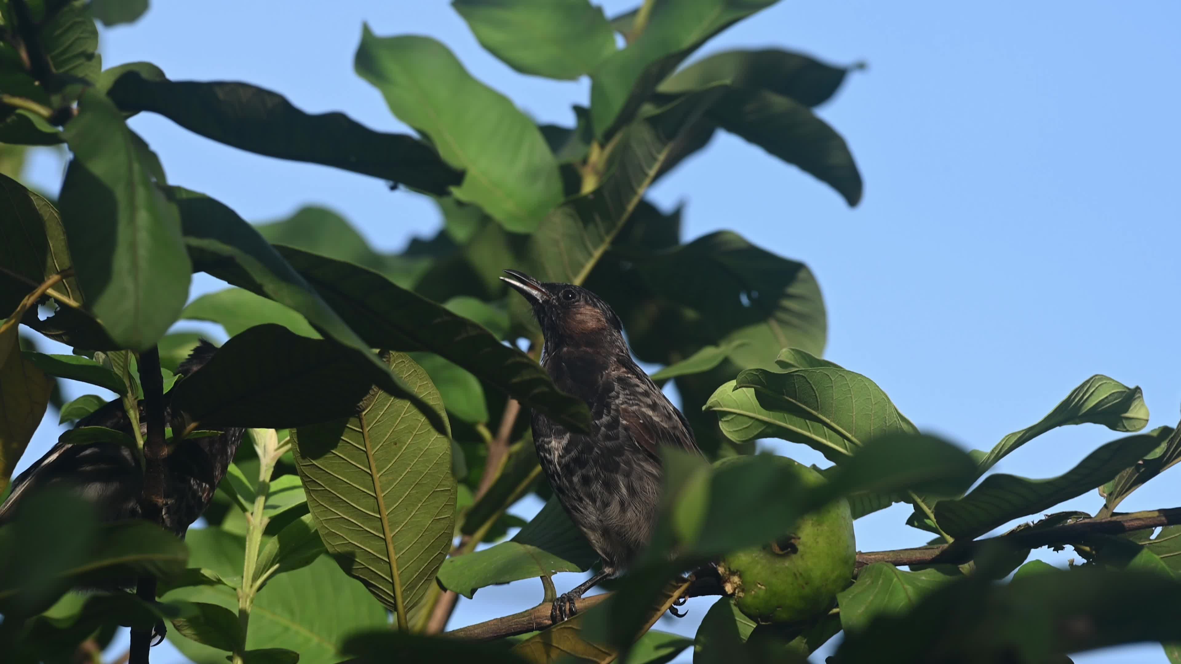 Red-vented bulbul bird (Pycnonotus cafer) - Guava Tree (Psidium guajava) - Animal India 