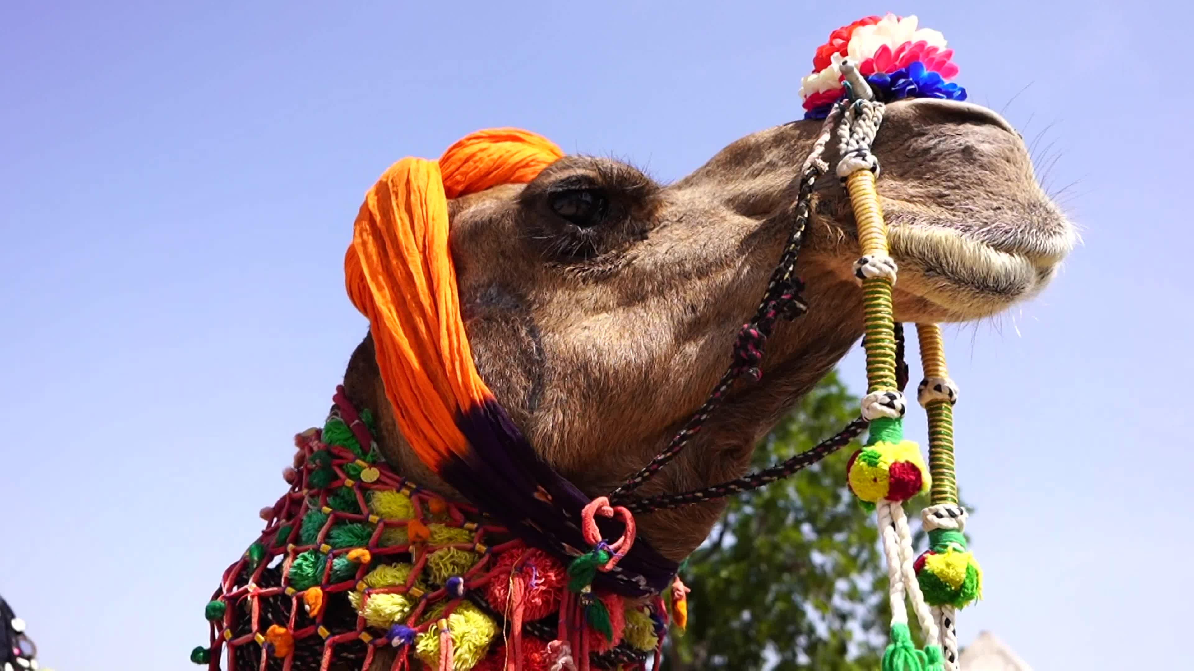 "World Tourism Day" celebration at the Desert of Pushkar