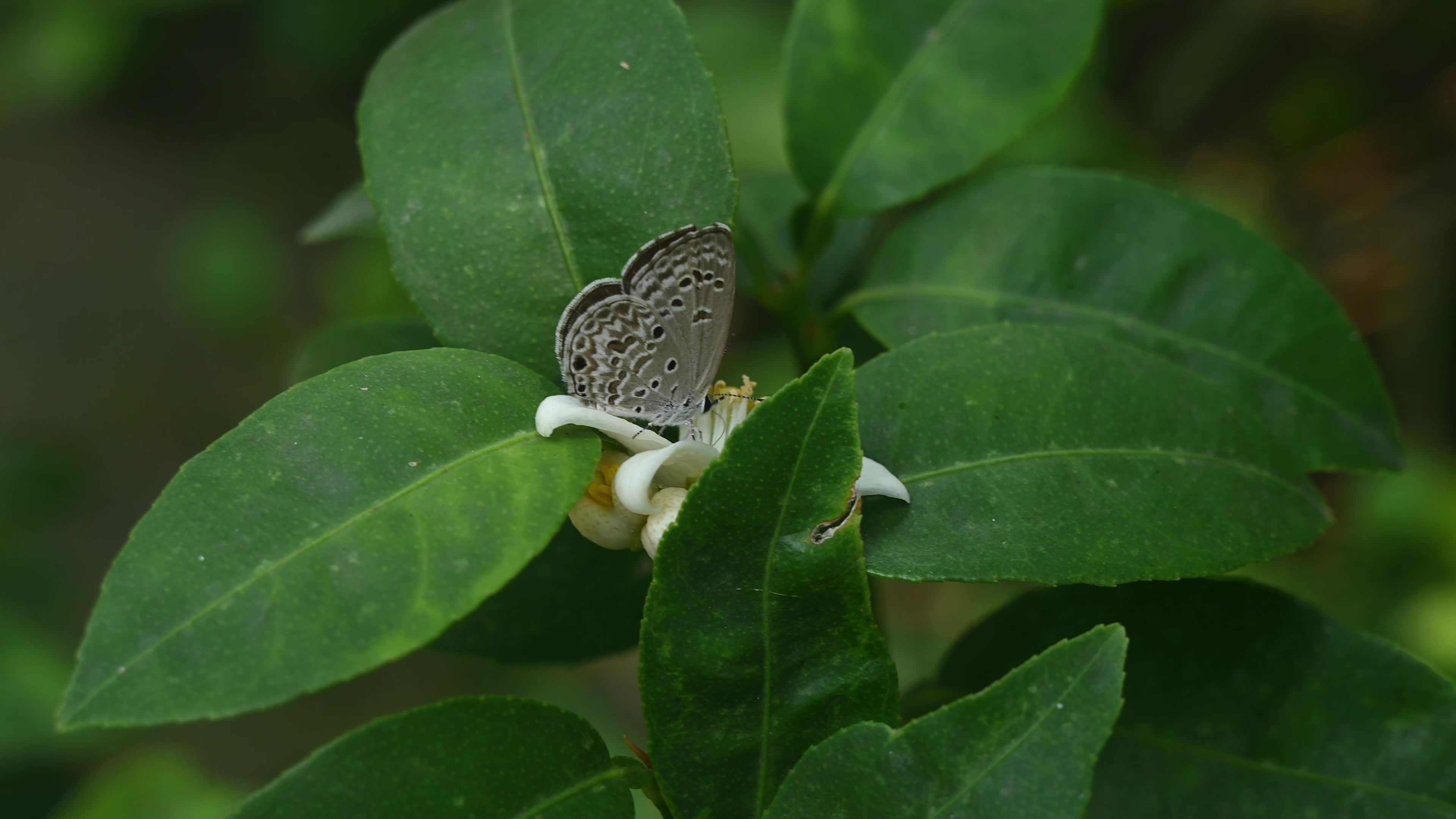 Lime blue (Chilades lajus) - Small butterfly - Acid Lime Flower - Animal India 
