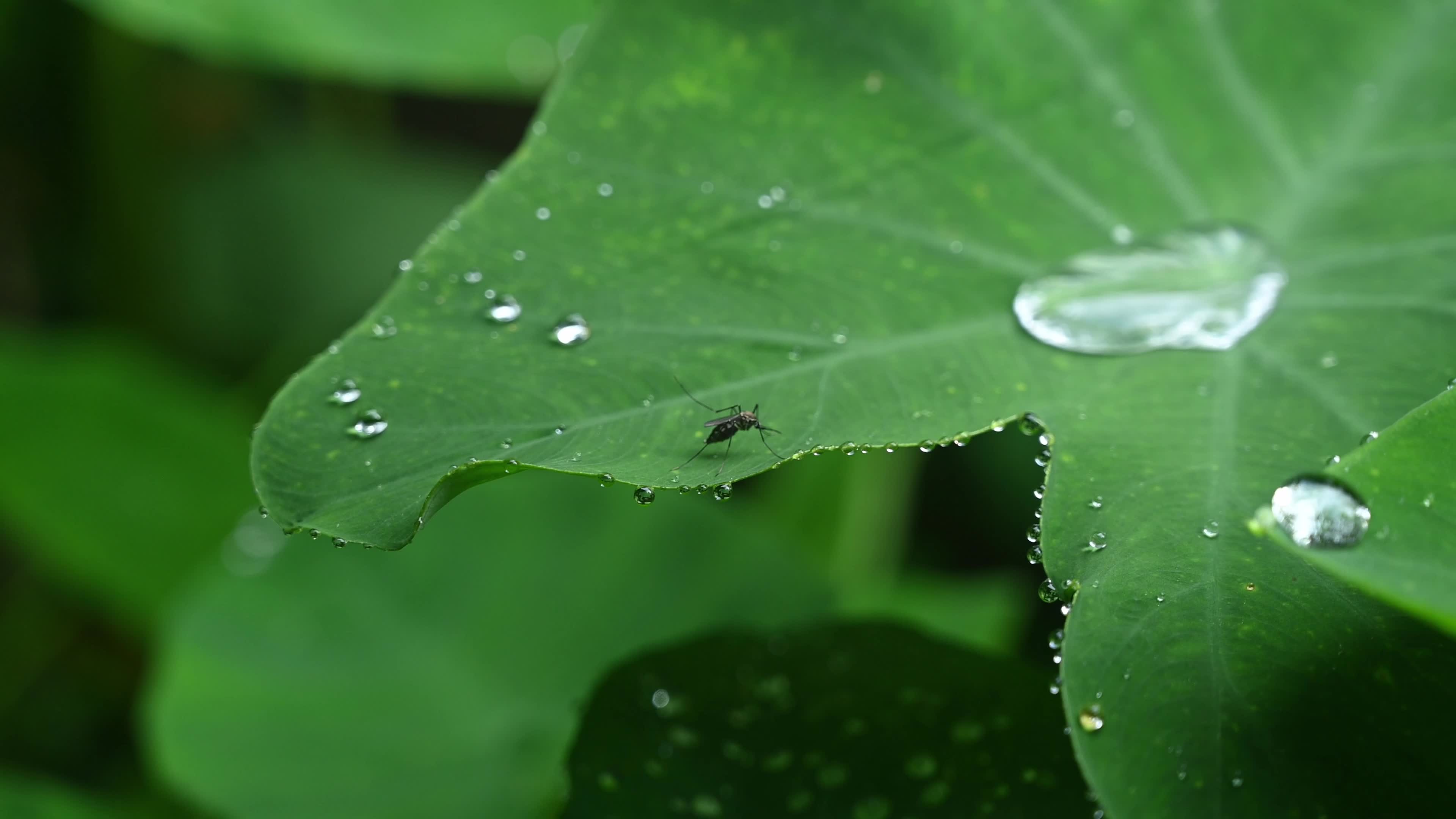 Aedes Mosquito rests on the wet leaf - Mosquito Bites - Deadly Disease Vector - Monsoon rain 