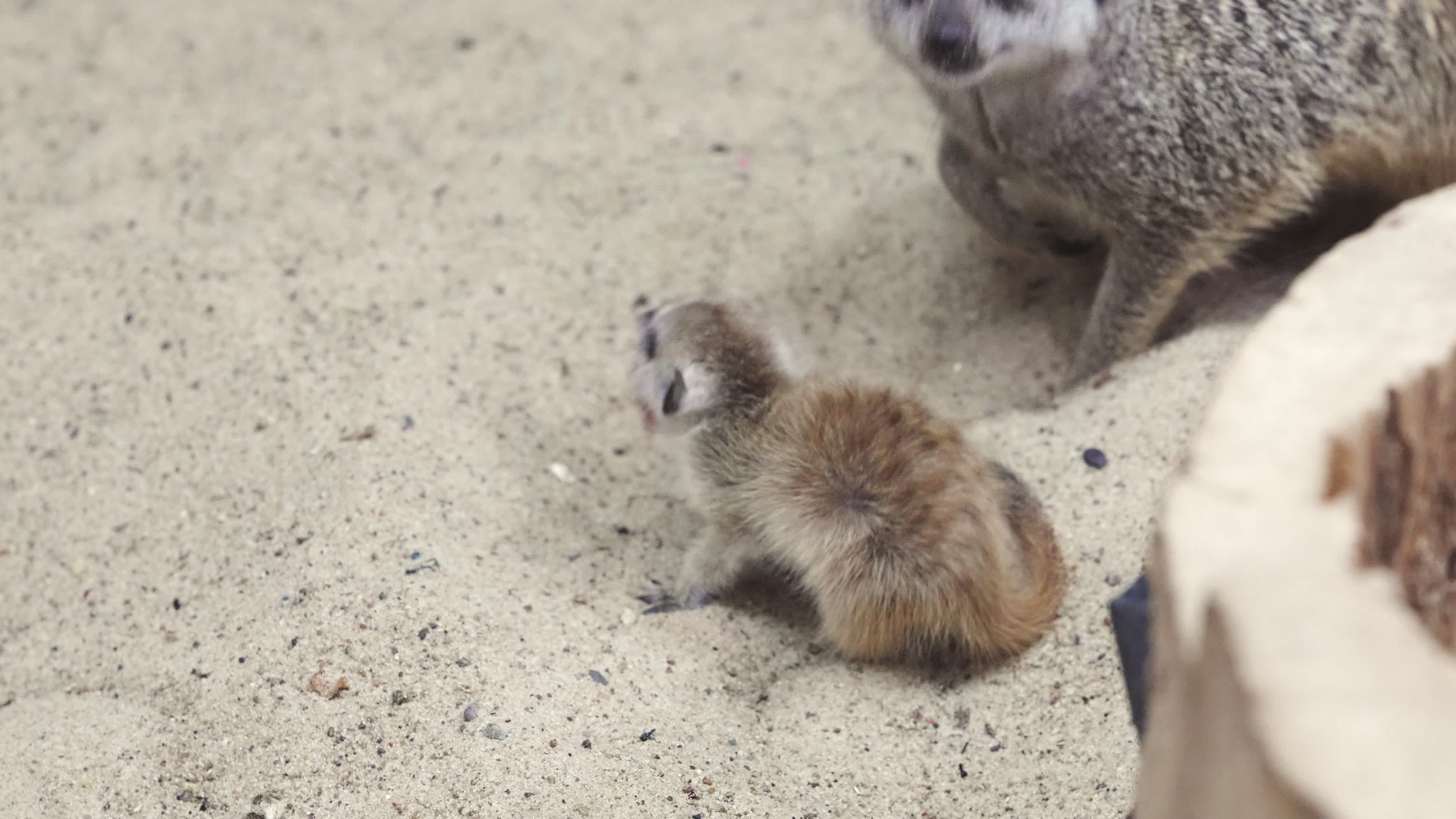 Baby Meerkats Warsaw Zoo