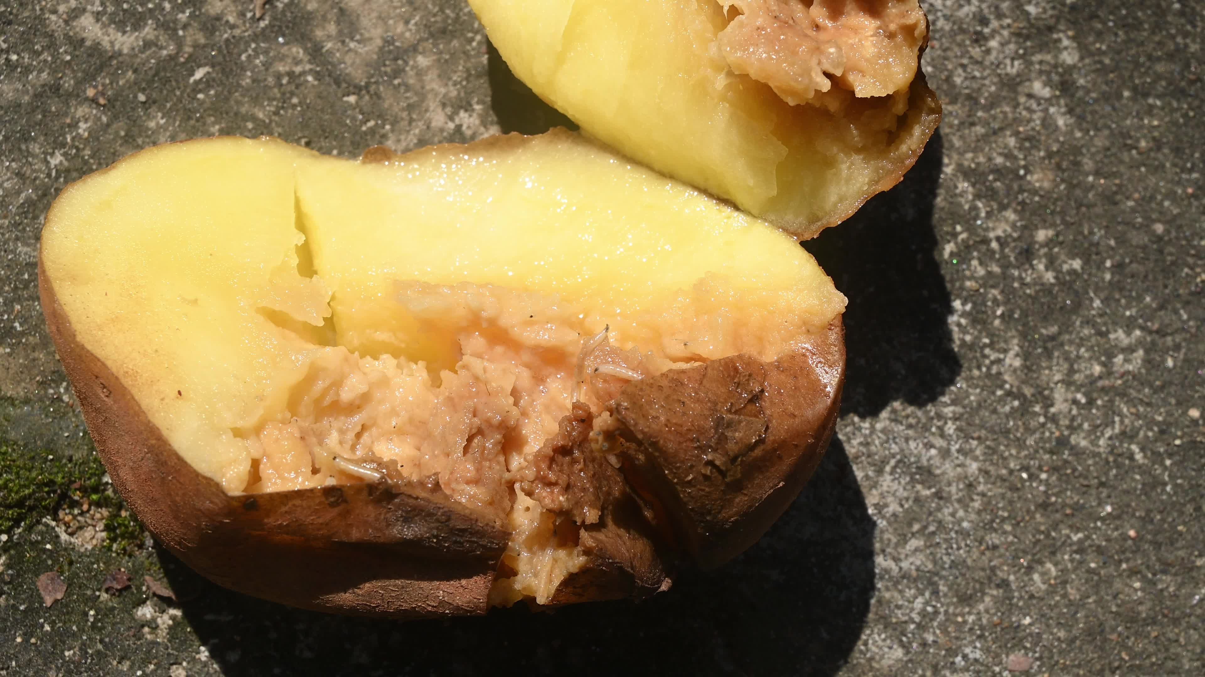 Maggots - Housefly larvae on rotten potatoes - Diptera - Potato - Animal India 