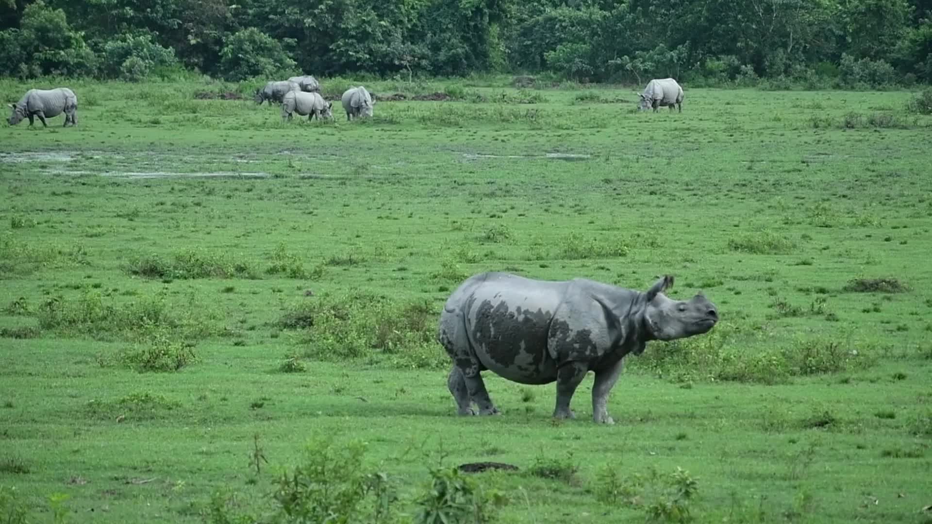 Indian one-horned rhino in Kaziranga National Park , India