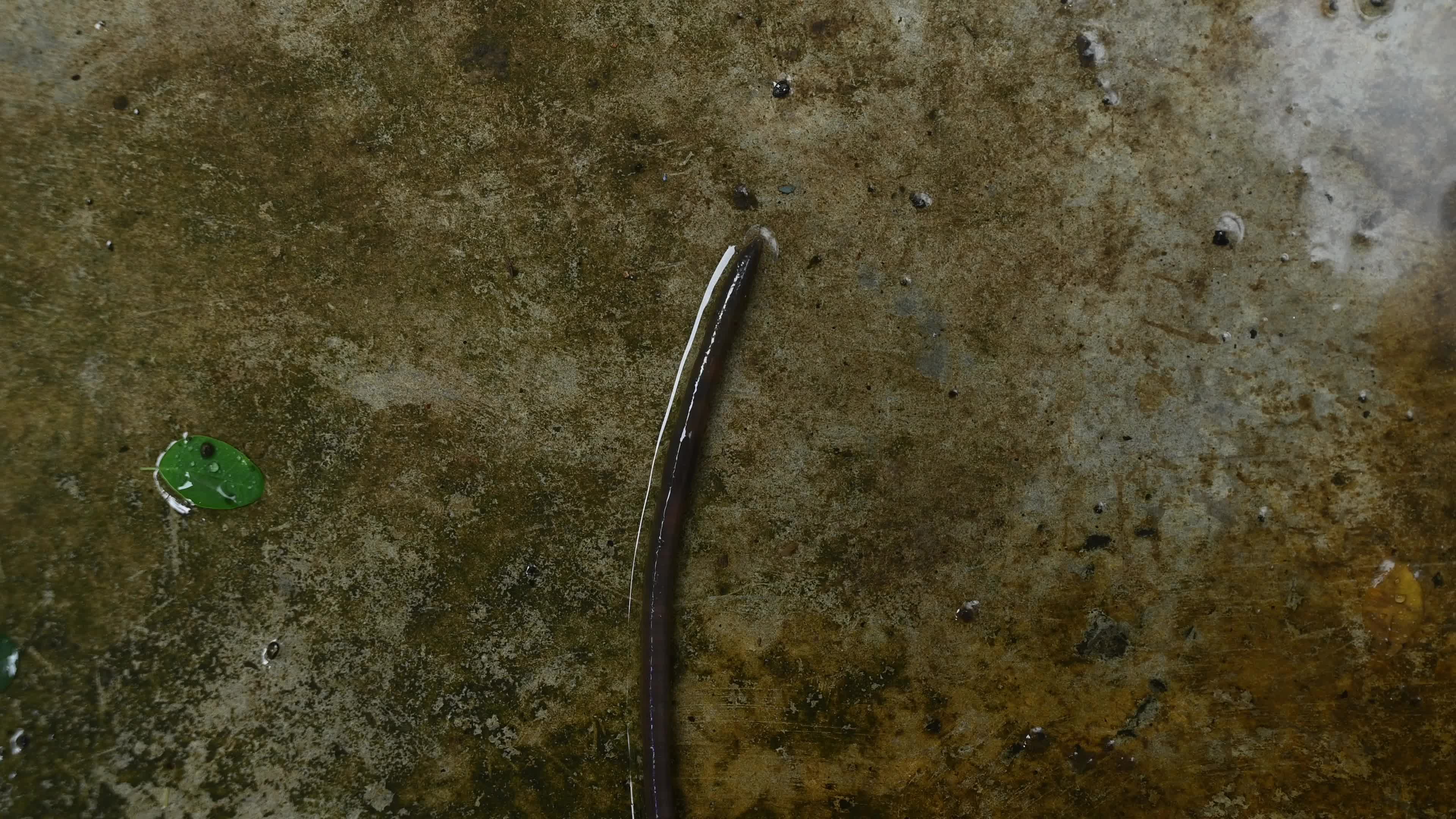 Earthworm Movement - Peristalsis