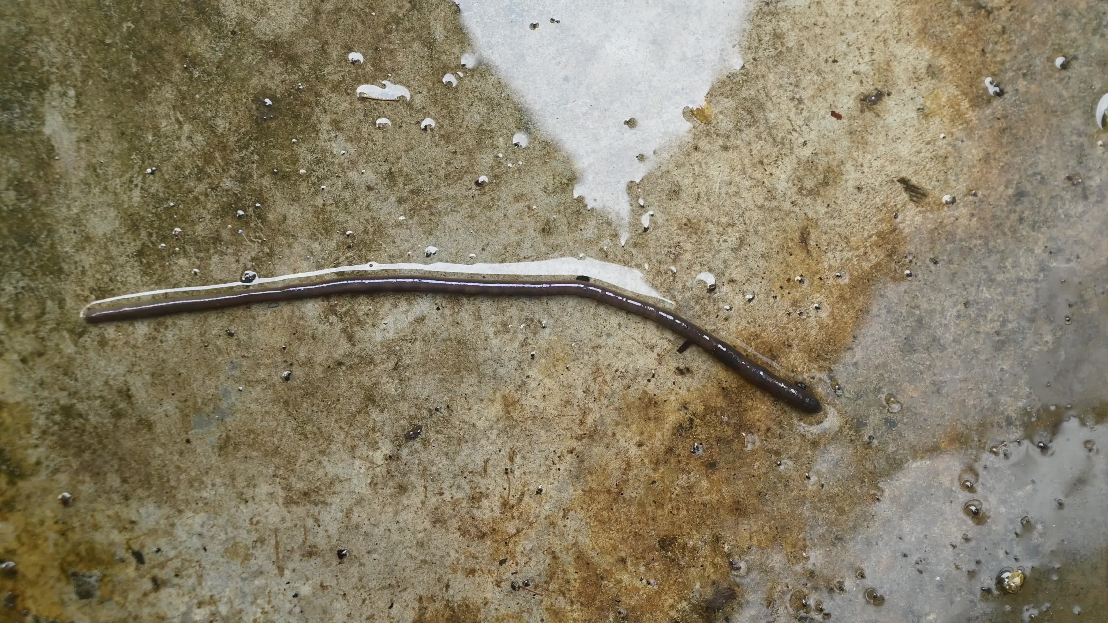 Earthworm Movement - Peristalsis - Peristaltic locomotion - Monsoon