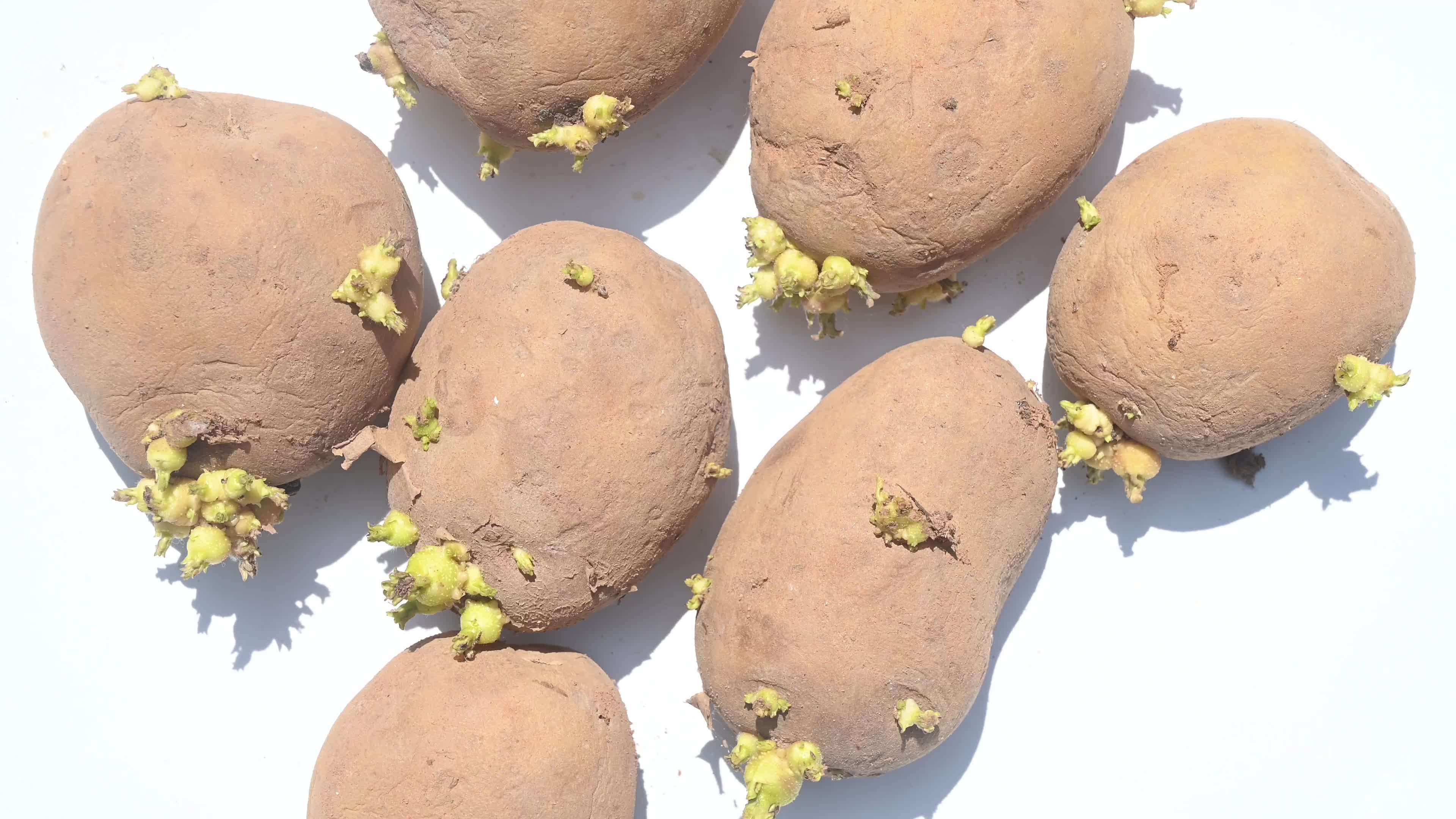 Potato sprout - Solanine Poisoning