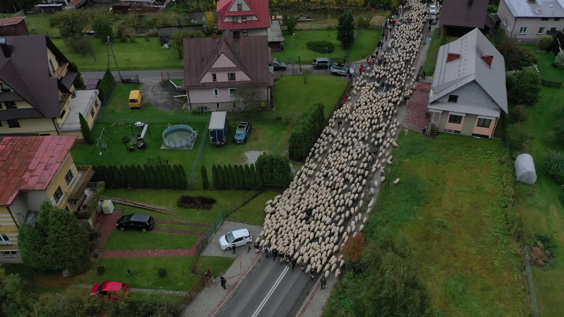 Autumn Redyk of highlander sheep shepherds