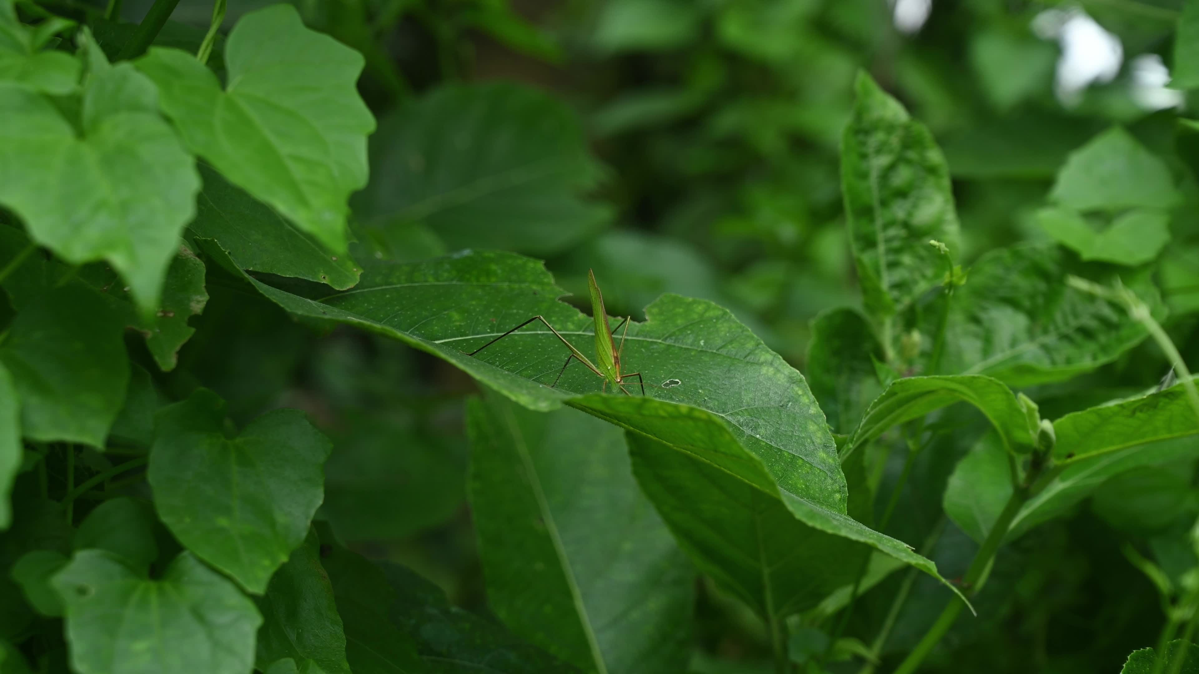 Elimaea fallax - Katydid - Bush cricket - Animal India 