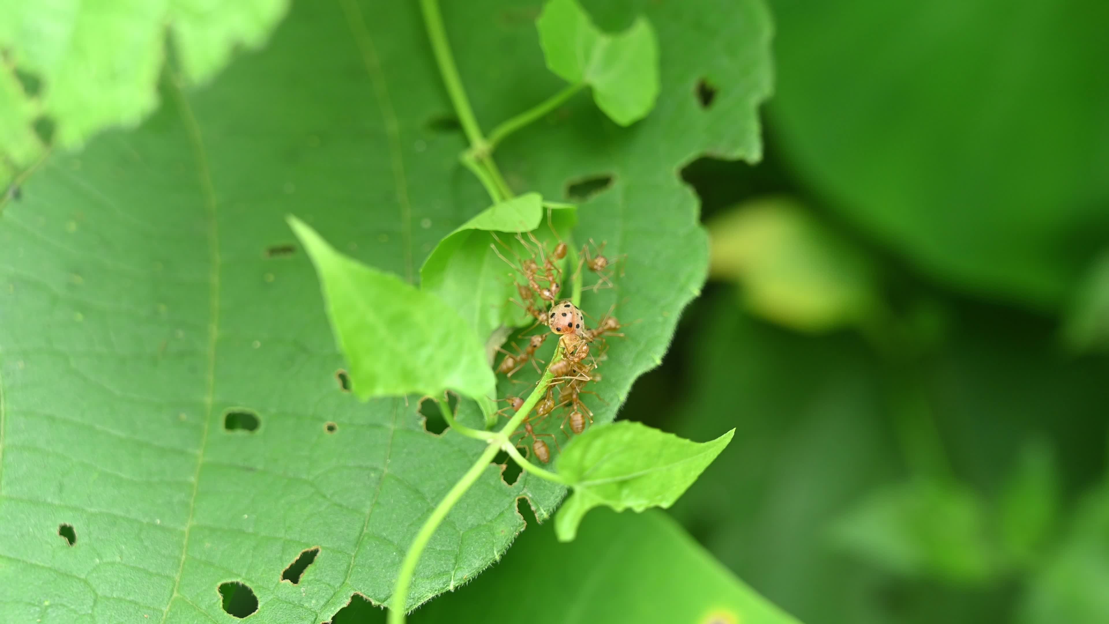 Asian Weaver Ants Attack - Oecophylla Smaragdina - Ladybug - Coccinellidae - Animal India 