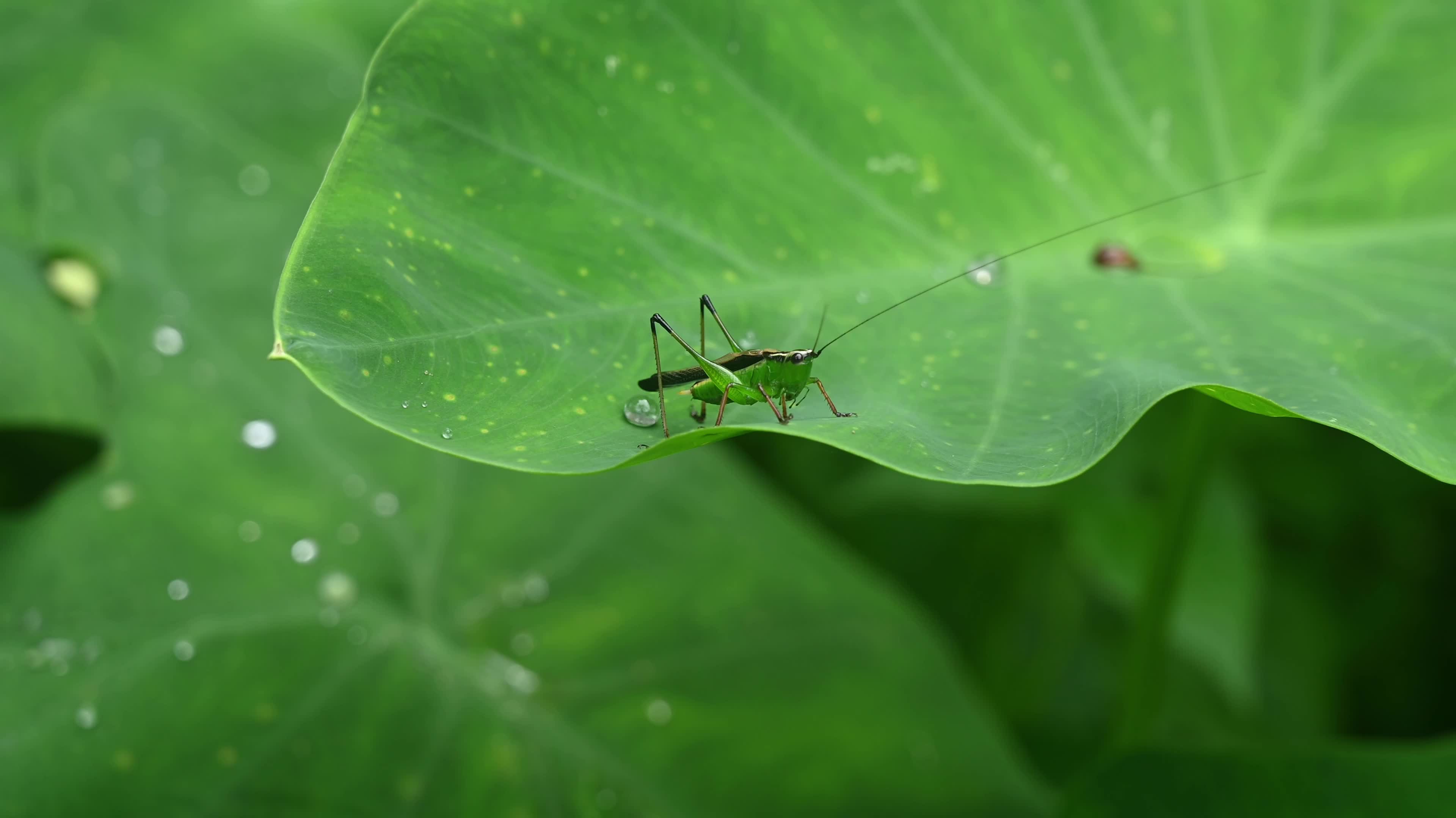 Animal India - Black-kneed Conehead Nymph 