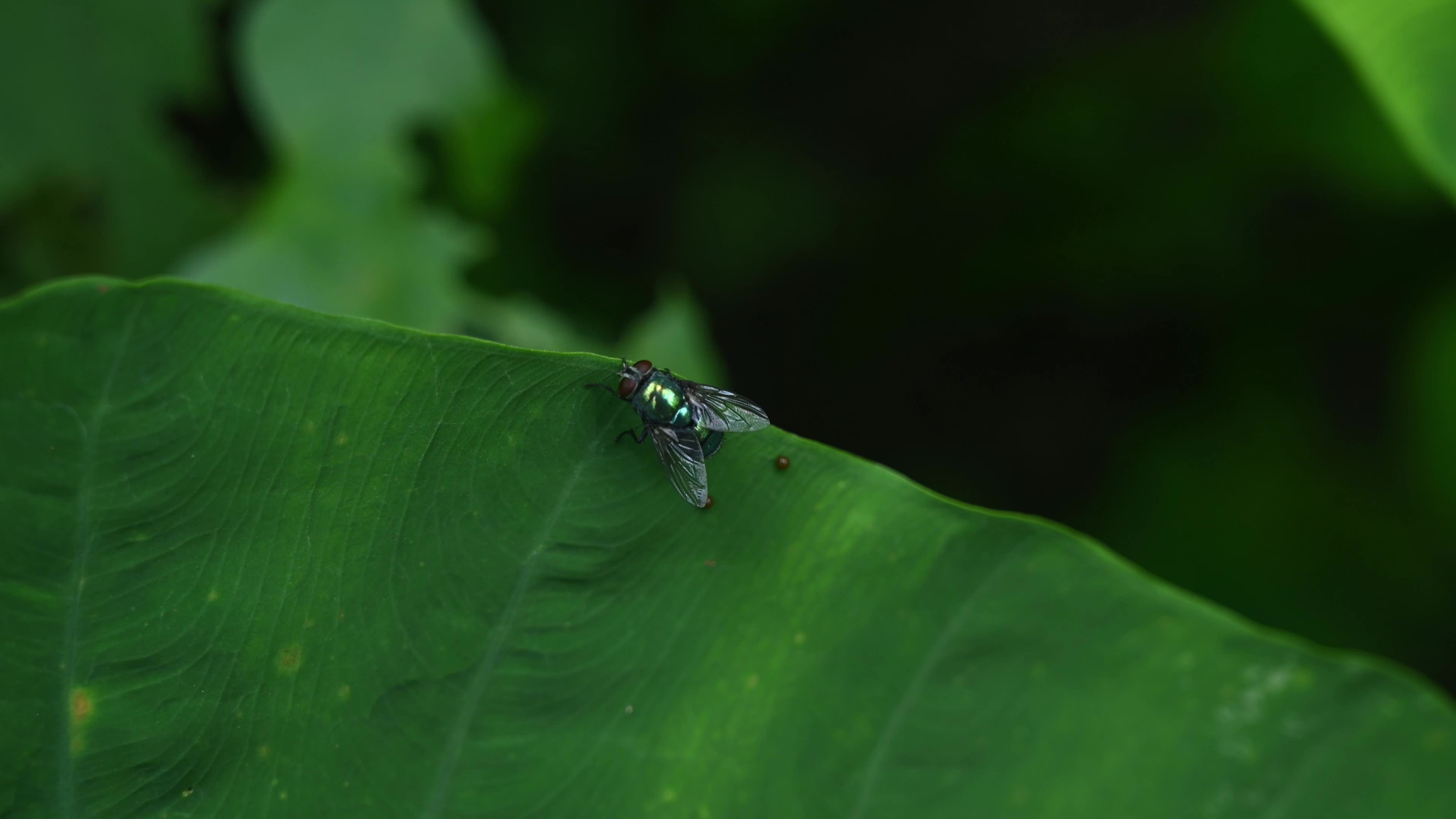 Common green bottle fly (Lucilia sericata) - Disease Vector 