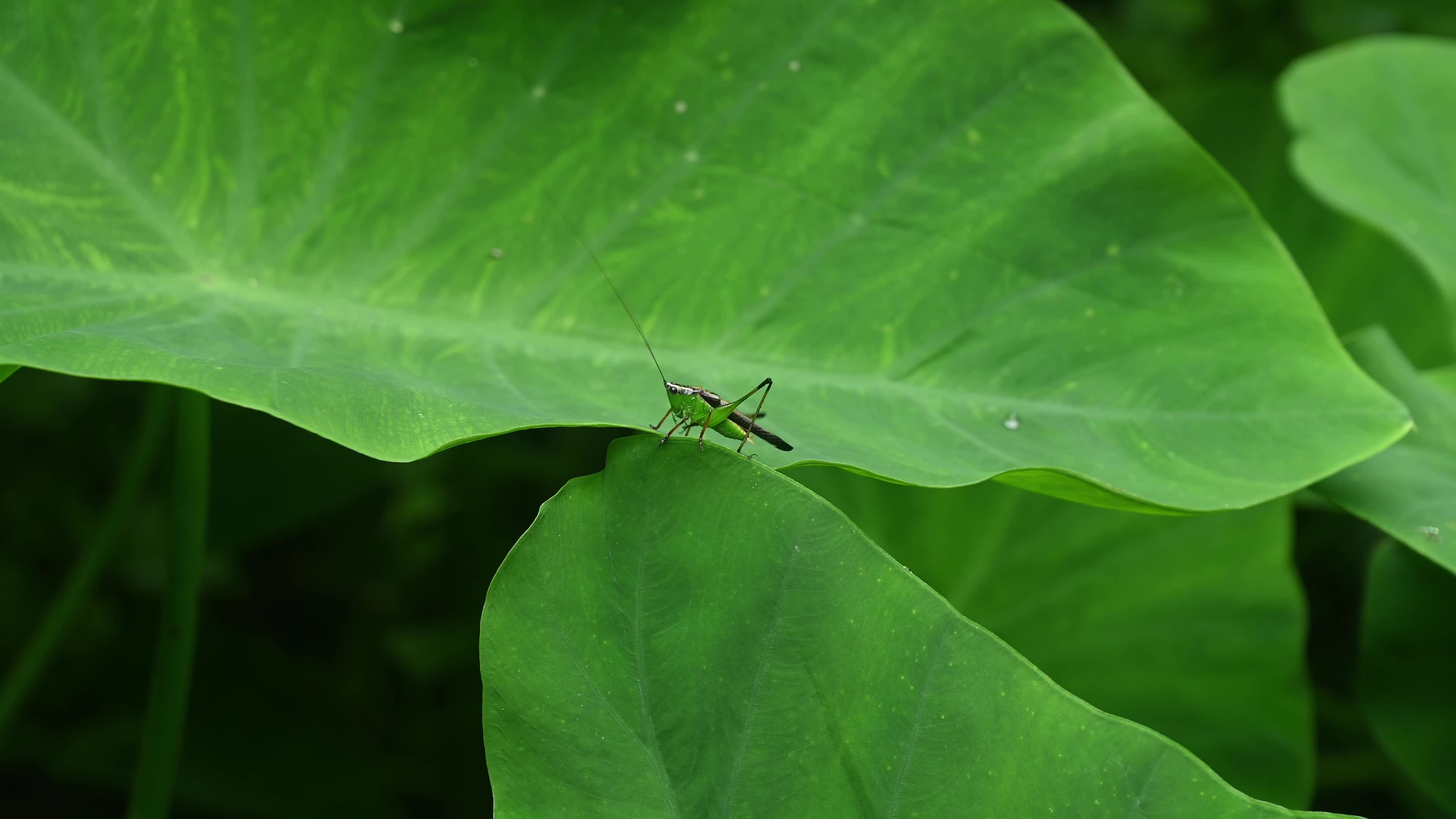 Animal India - Black-kneed Conehead Nymph 
