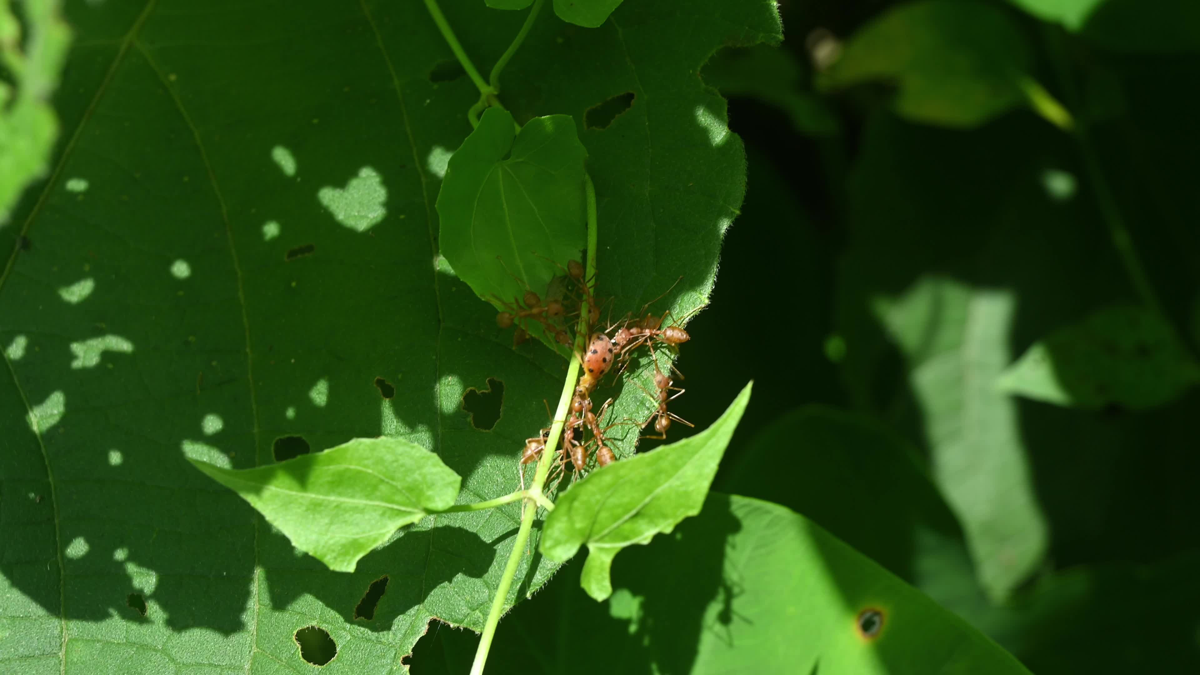 Asian Weaver Ants Attack - Oecophylla Smaragdina - Ladybug - Coccinellidae - Animal India 