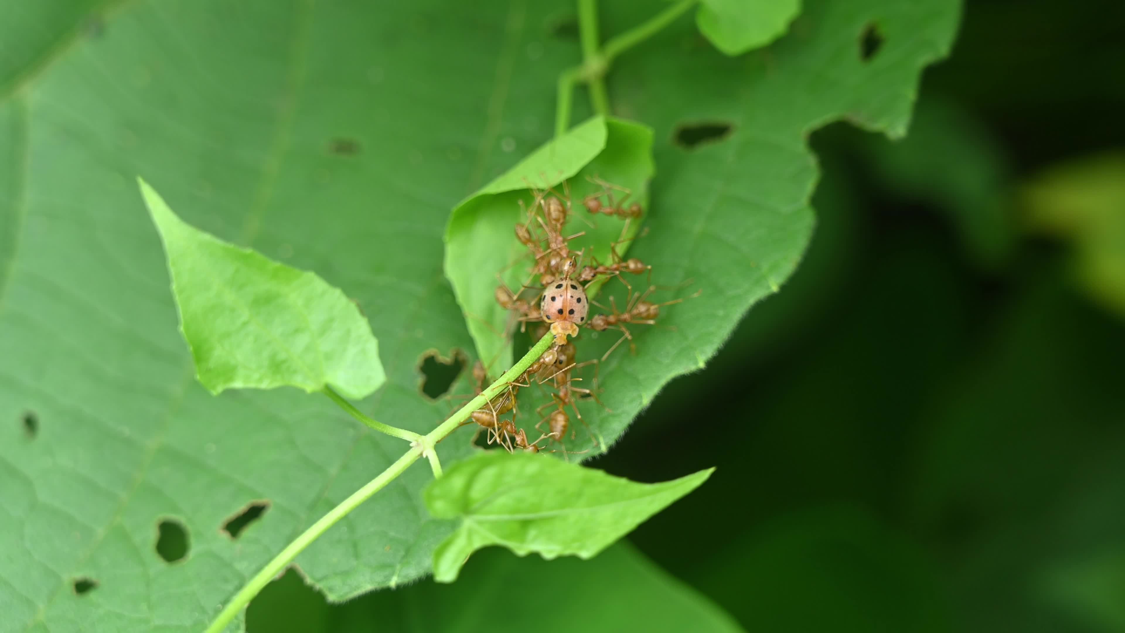 Asian Weaver Ants Attack - Oecophylla Smaragdina - Ladybug - Coccinellidae - Animal India 