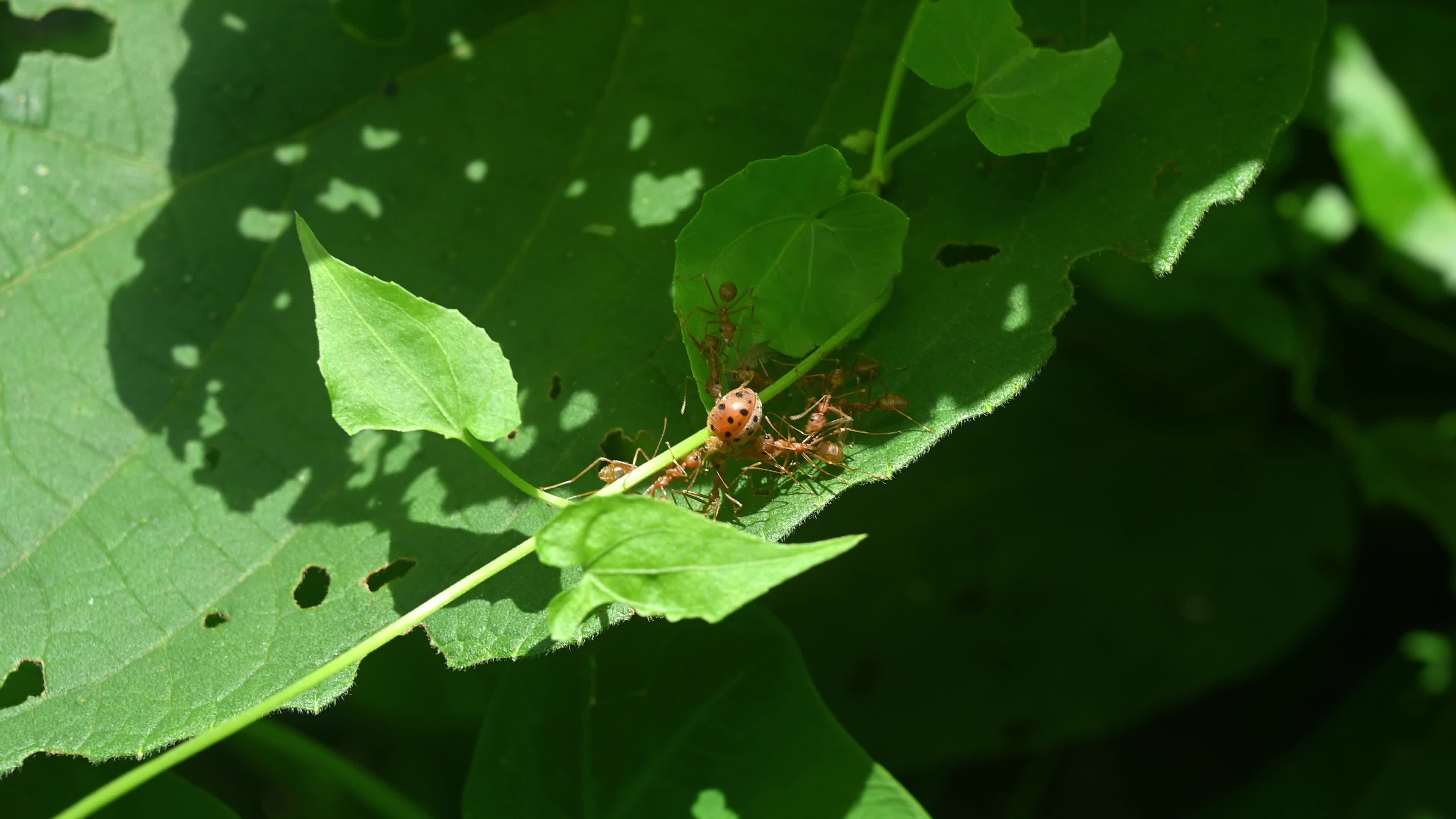 Asian Weaver Ants Attack - Oecophylla Smaragdina - Ladybug - Coccinellidae - Animal India 