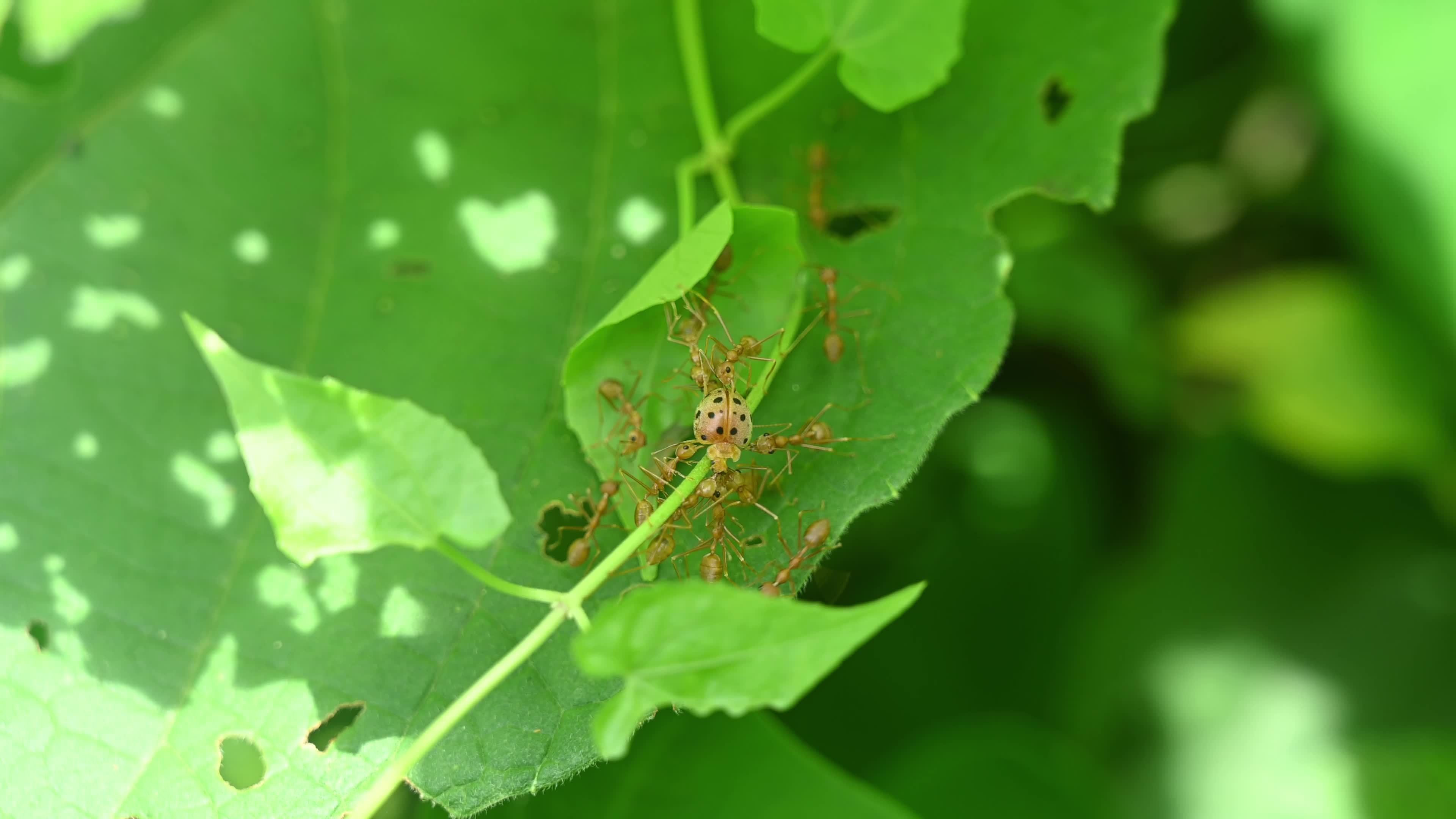 Asian Weaver Ants Attack - Oecophylla Smaragdina - Ladybug - Coccinellidae - Animal India 