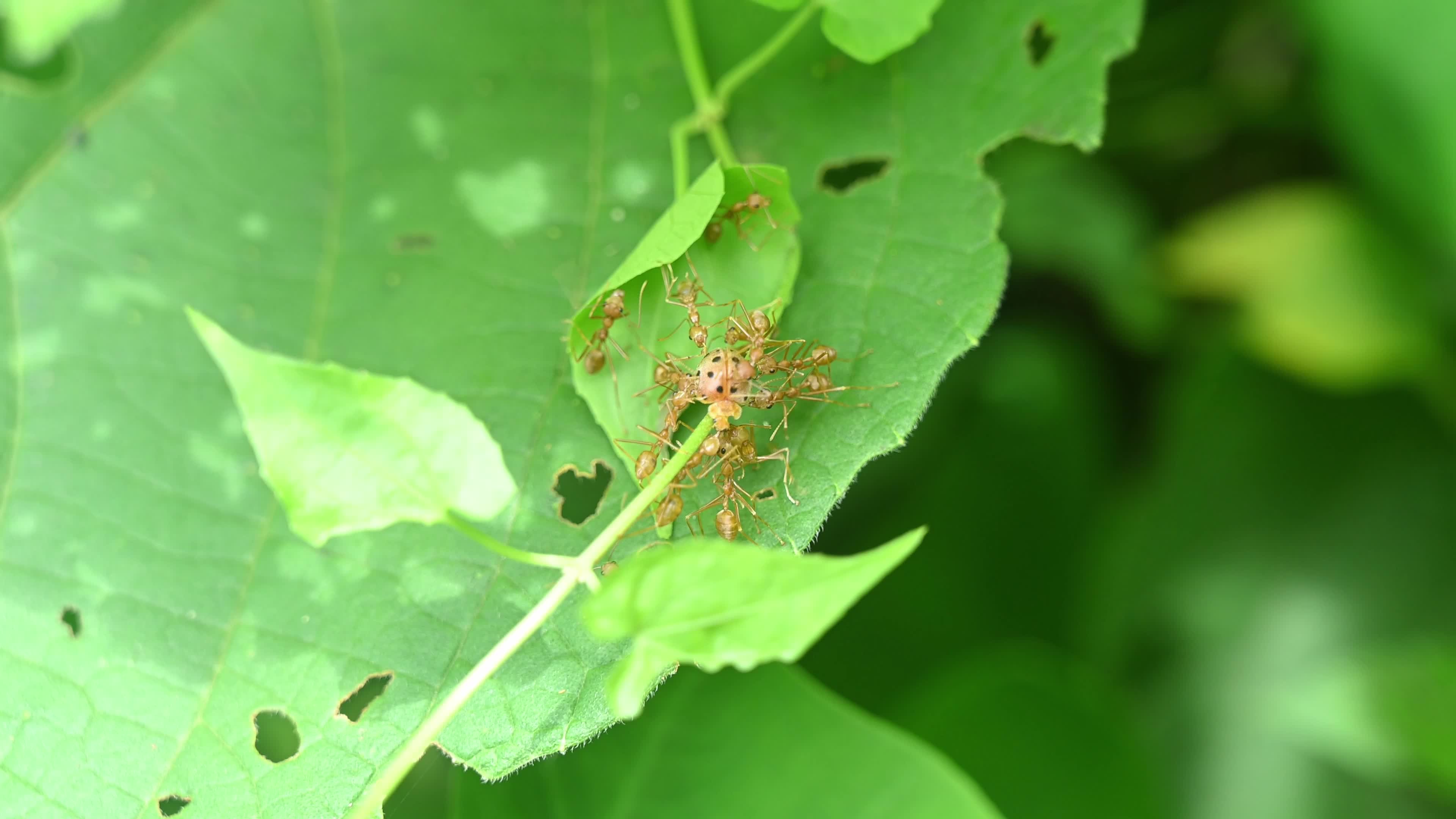 Asian Weaver Ants Attack - Oecophylla Smaragdina - Ladybug - Coccinellidae - Animal India 