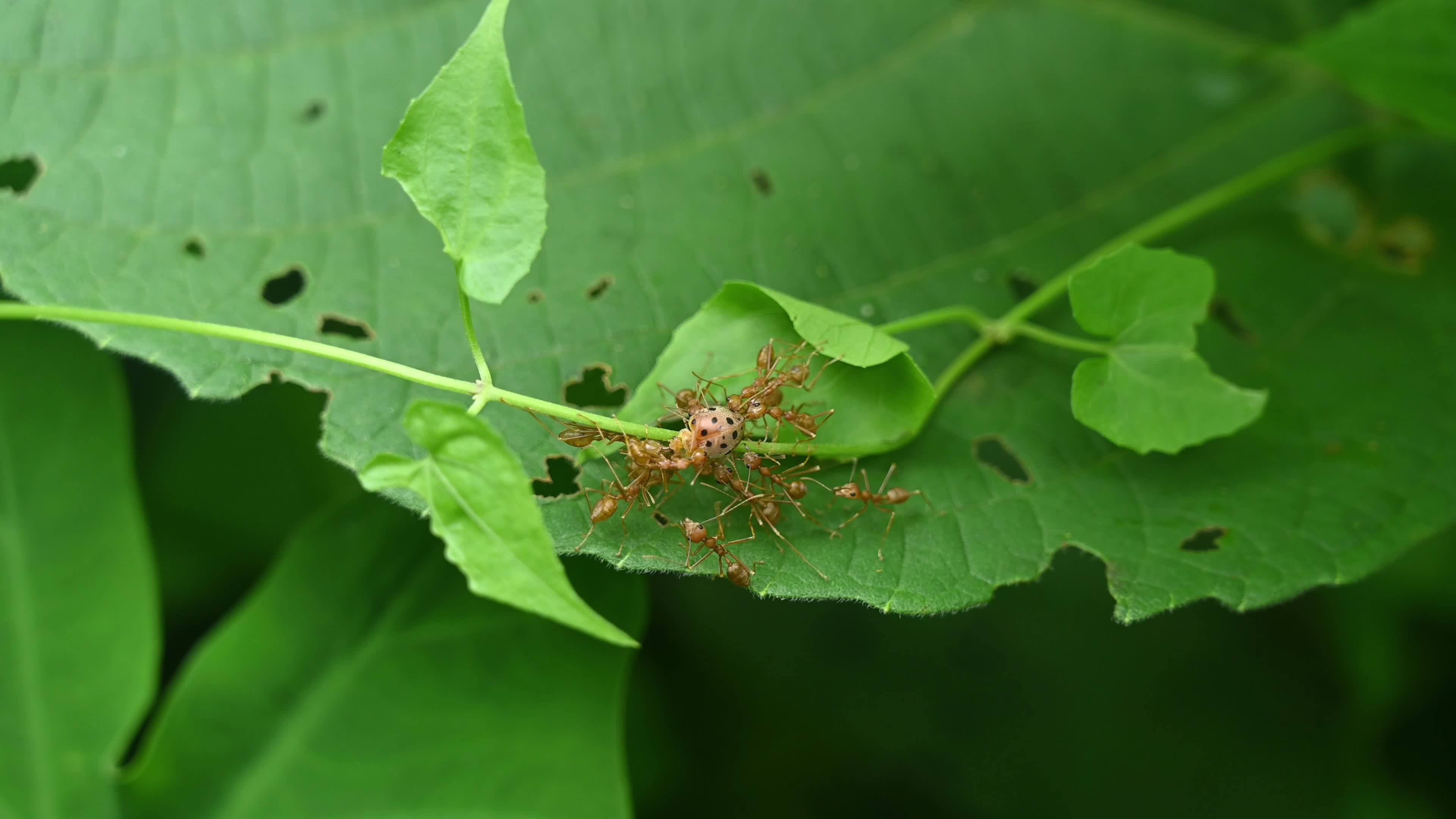 Asian Weaver Ants Attack - Oecophylla Smaragdina - Ladybug - Coccinellidae - Animal India 